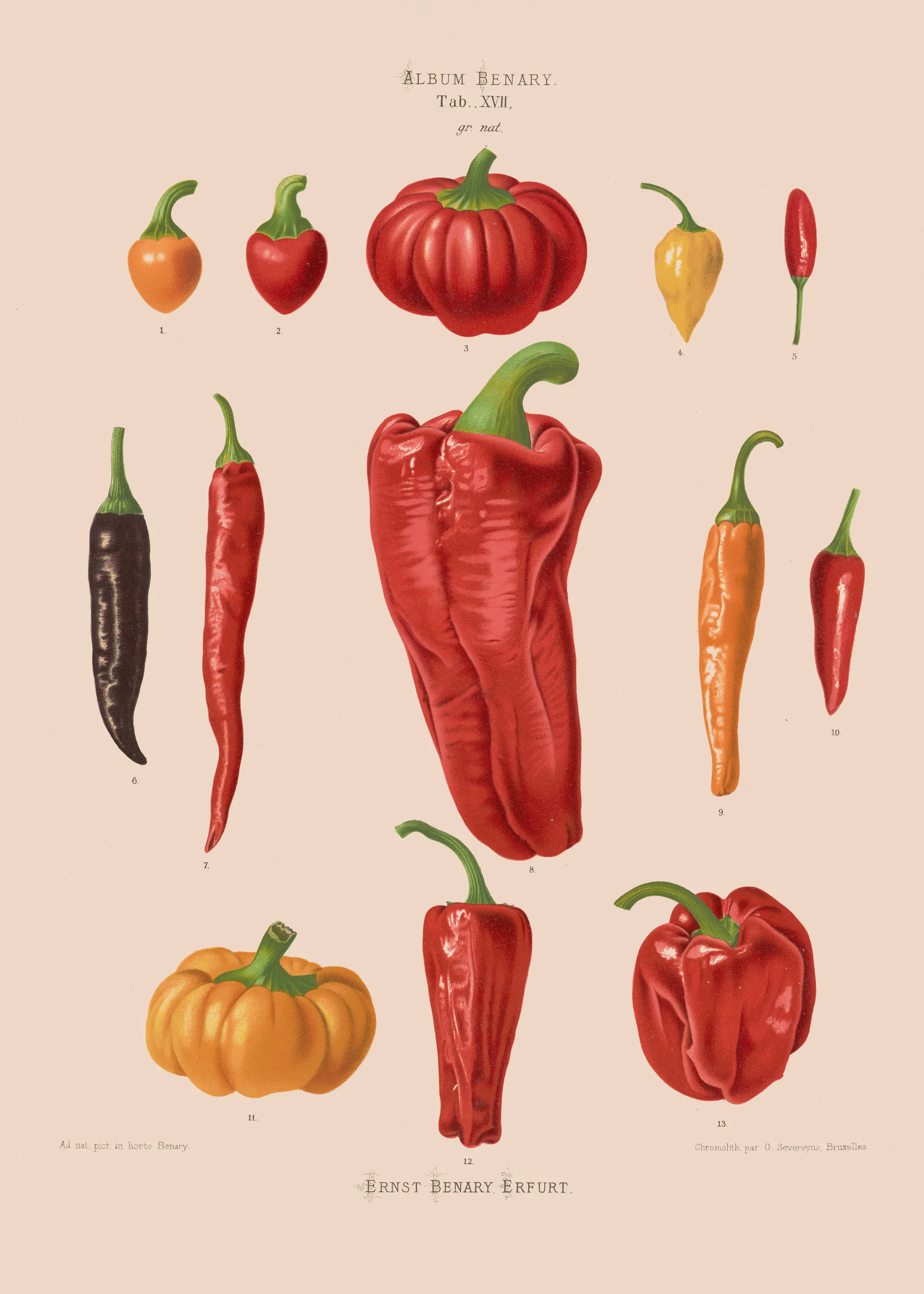 Pittige Pepers Poster 0