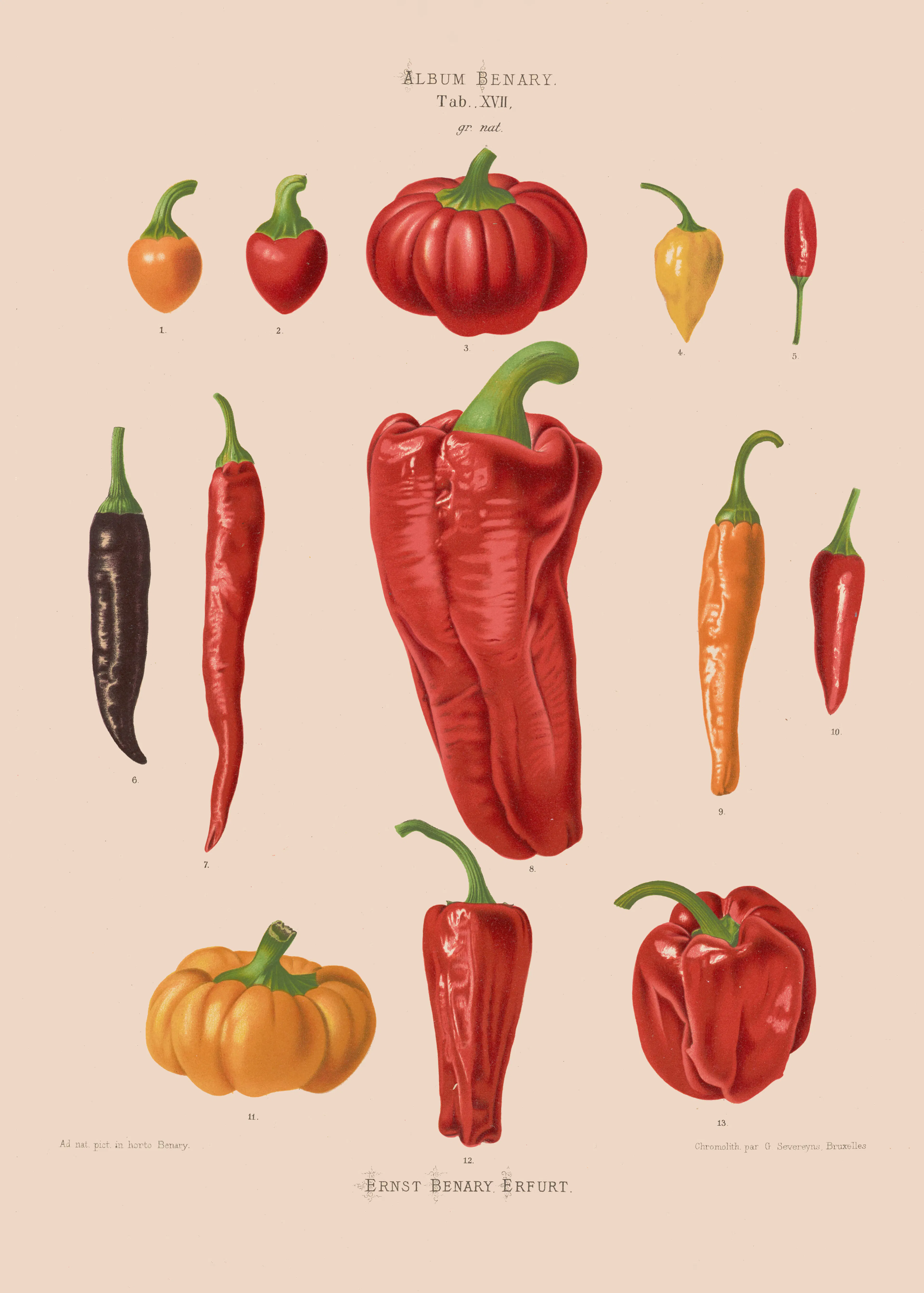 Spicy Peppers Poster 0