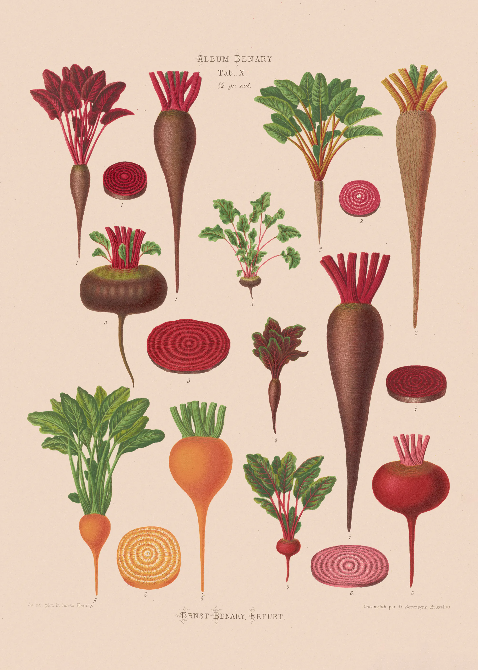Vintage Gemüse Poster 0