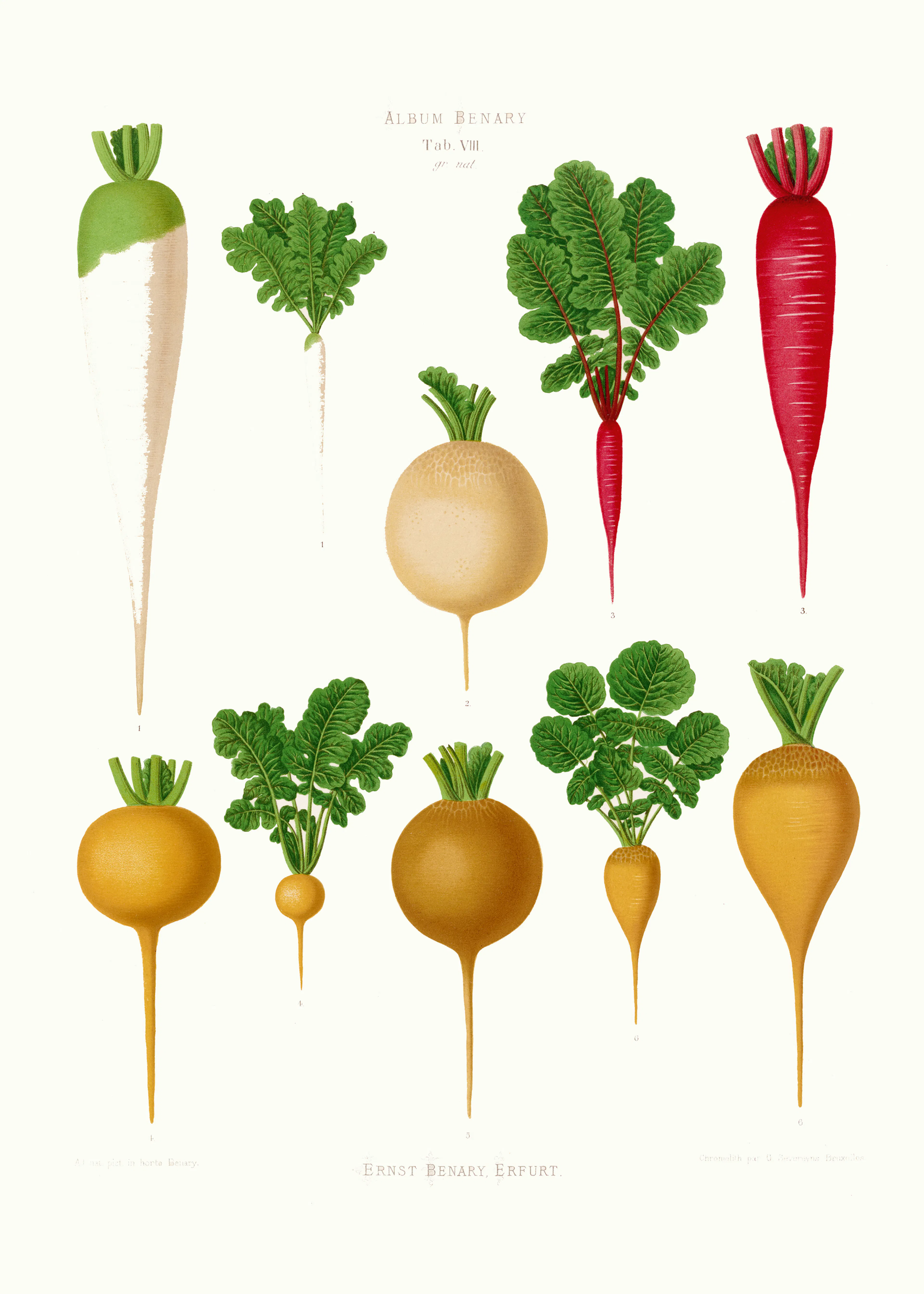 Légumes-Racines Poster 0