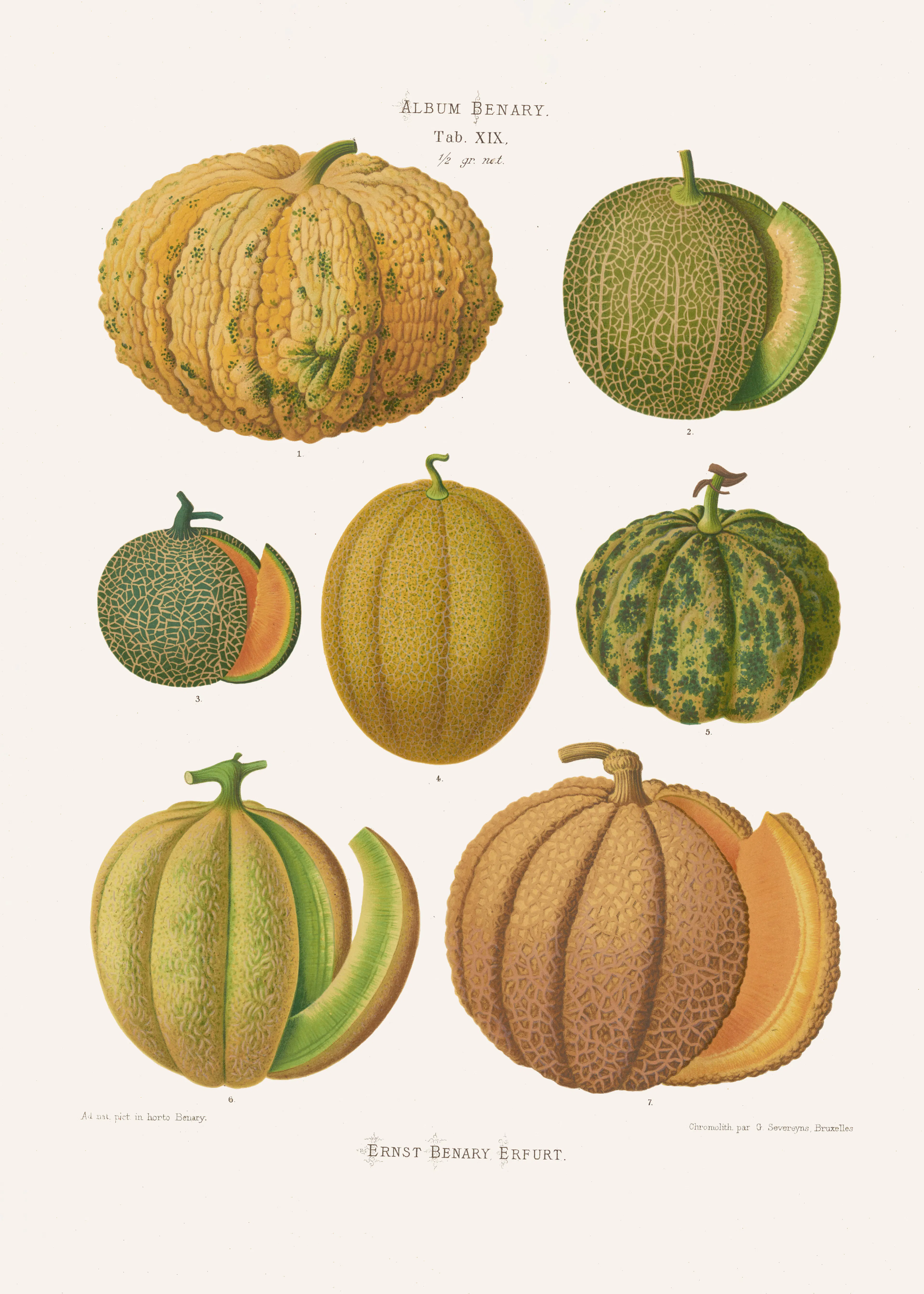Vintage Gourds Poster 0