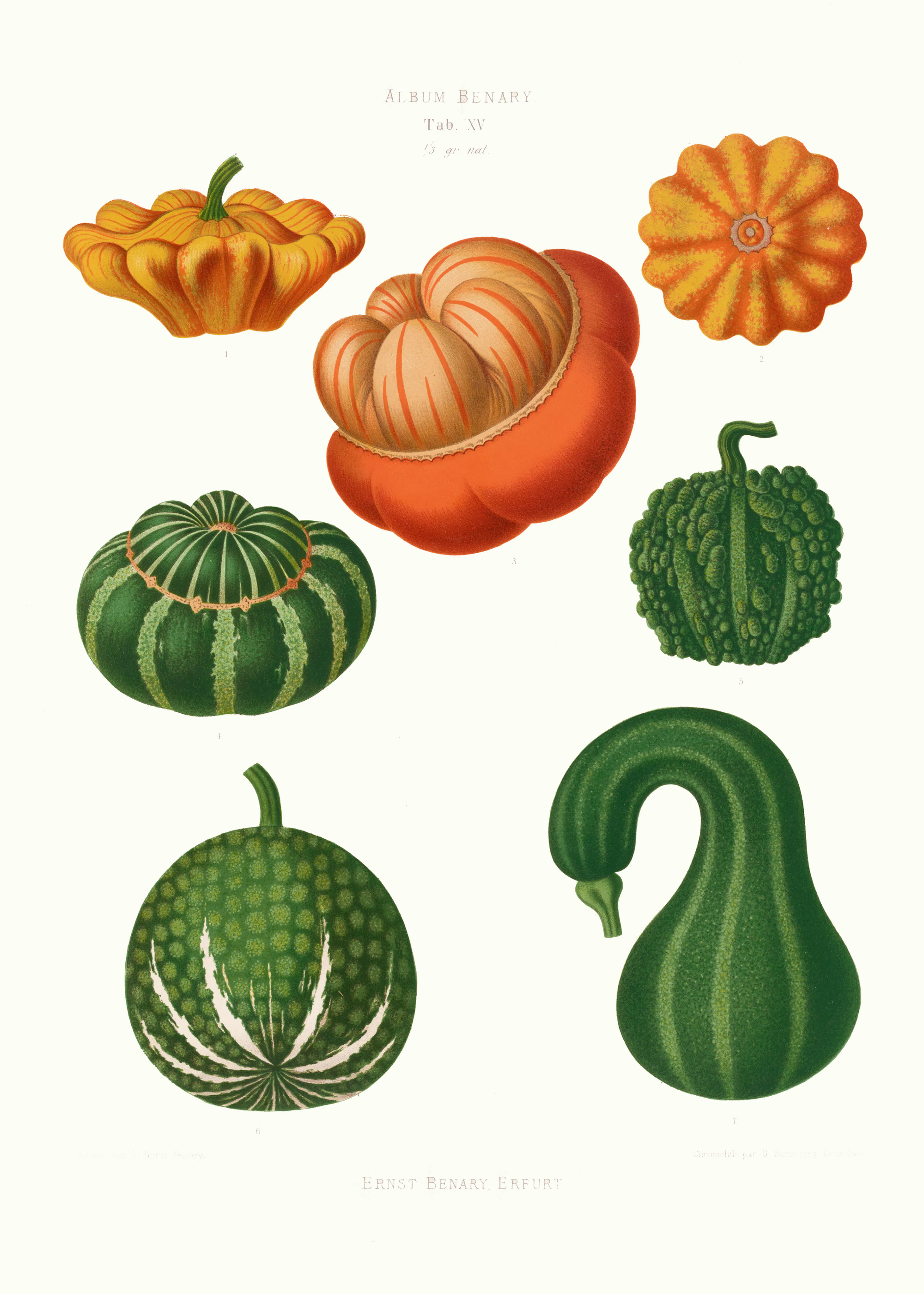 Variétés de Citrouilles Poster 0