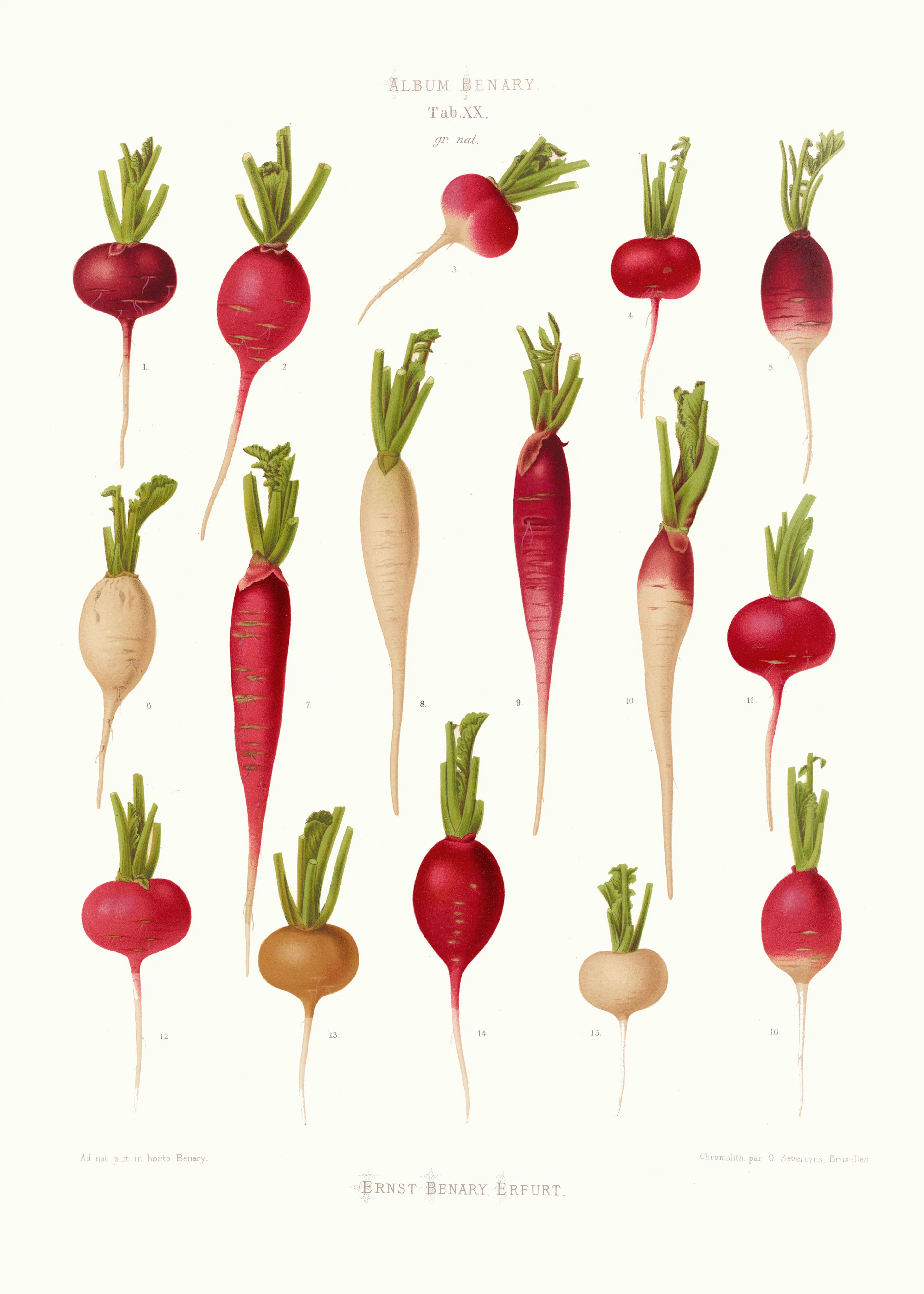Légumes Racines Rouges Poster 0