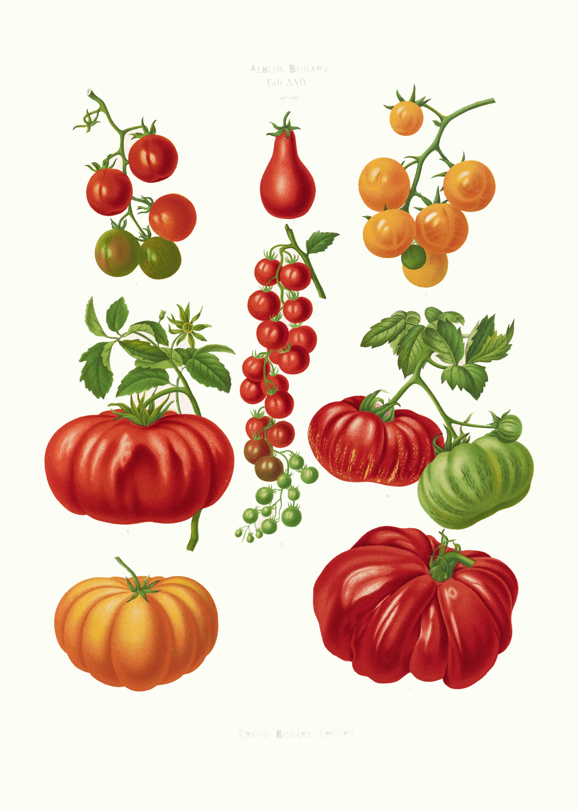 Heirloom Tomaten Poster 0