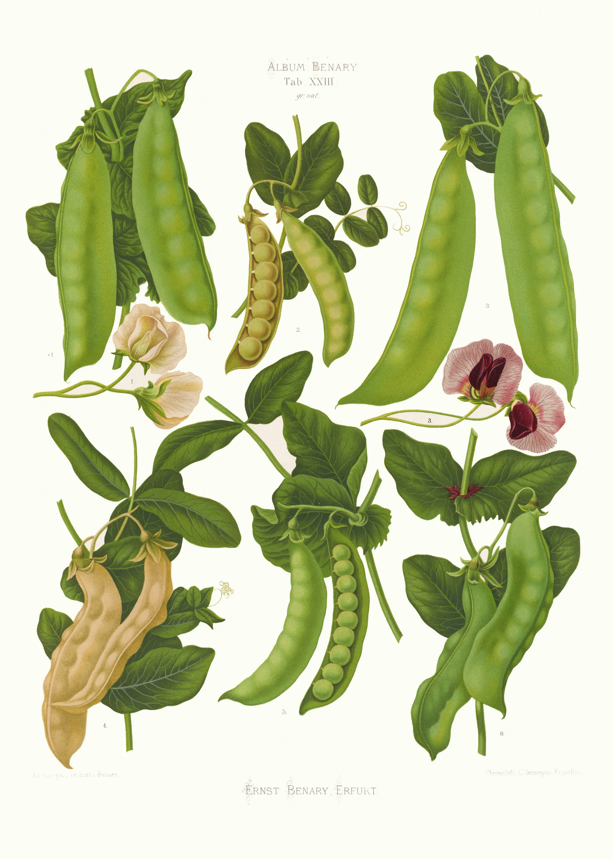 Erbse Botanica Poster 0