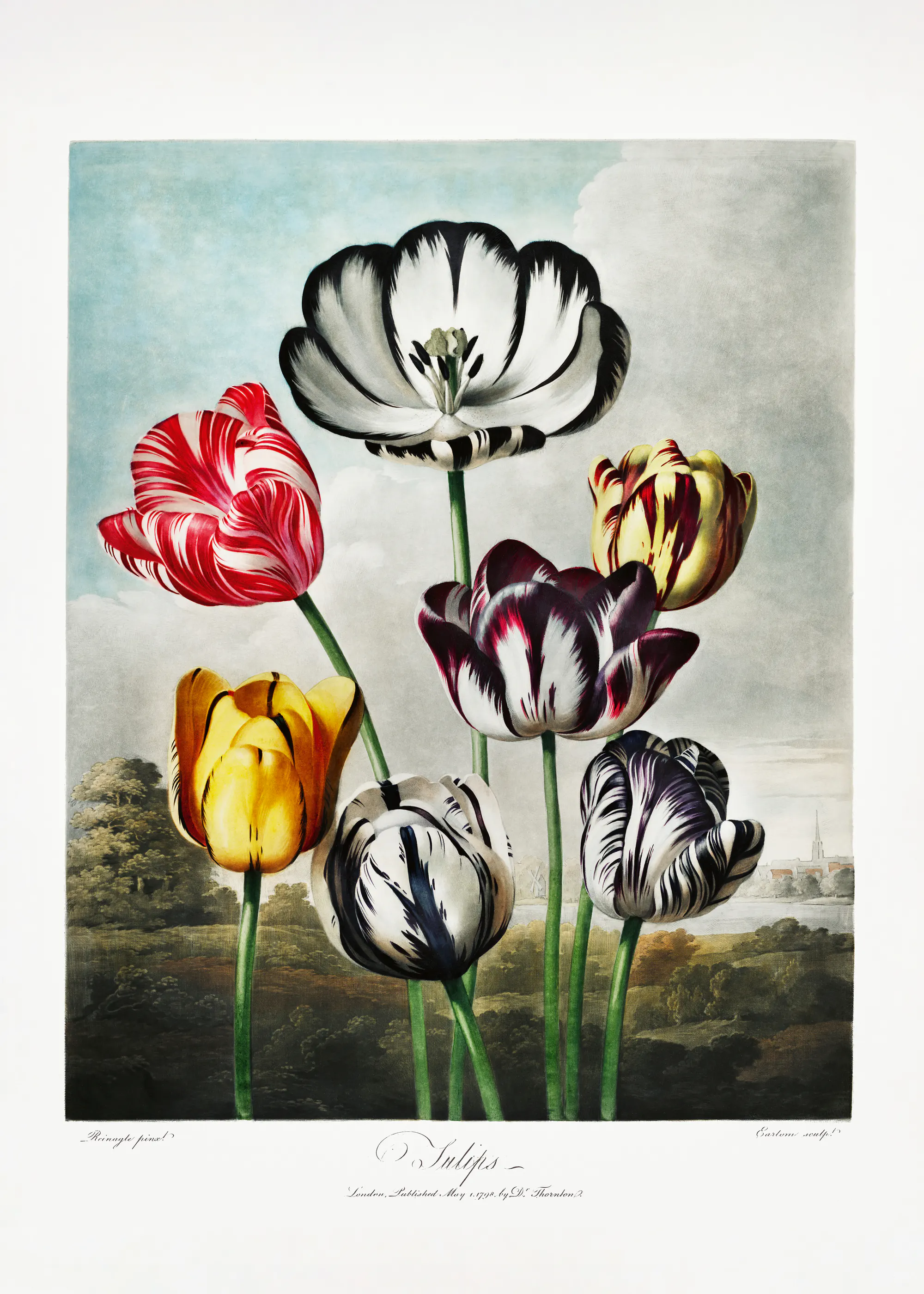 Tulipes Vintage Poster 0