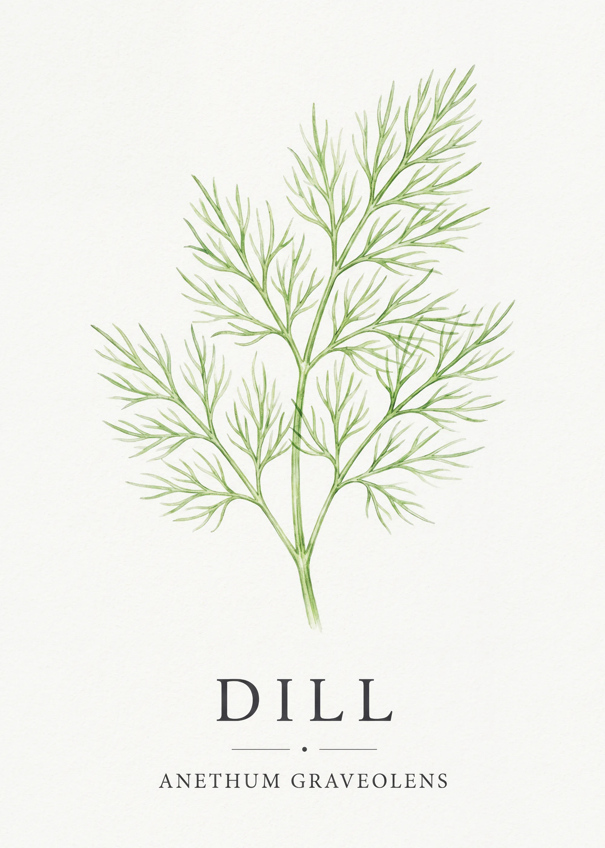 Dillkraut Poster 0