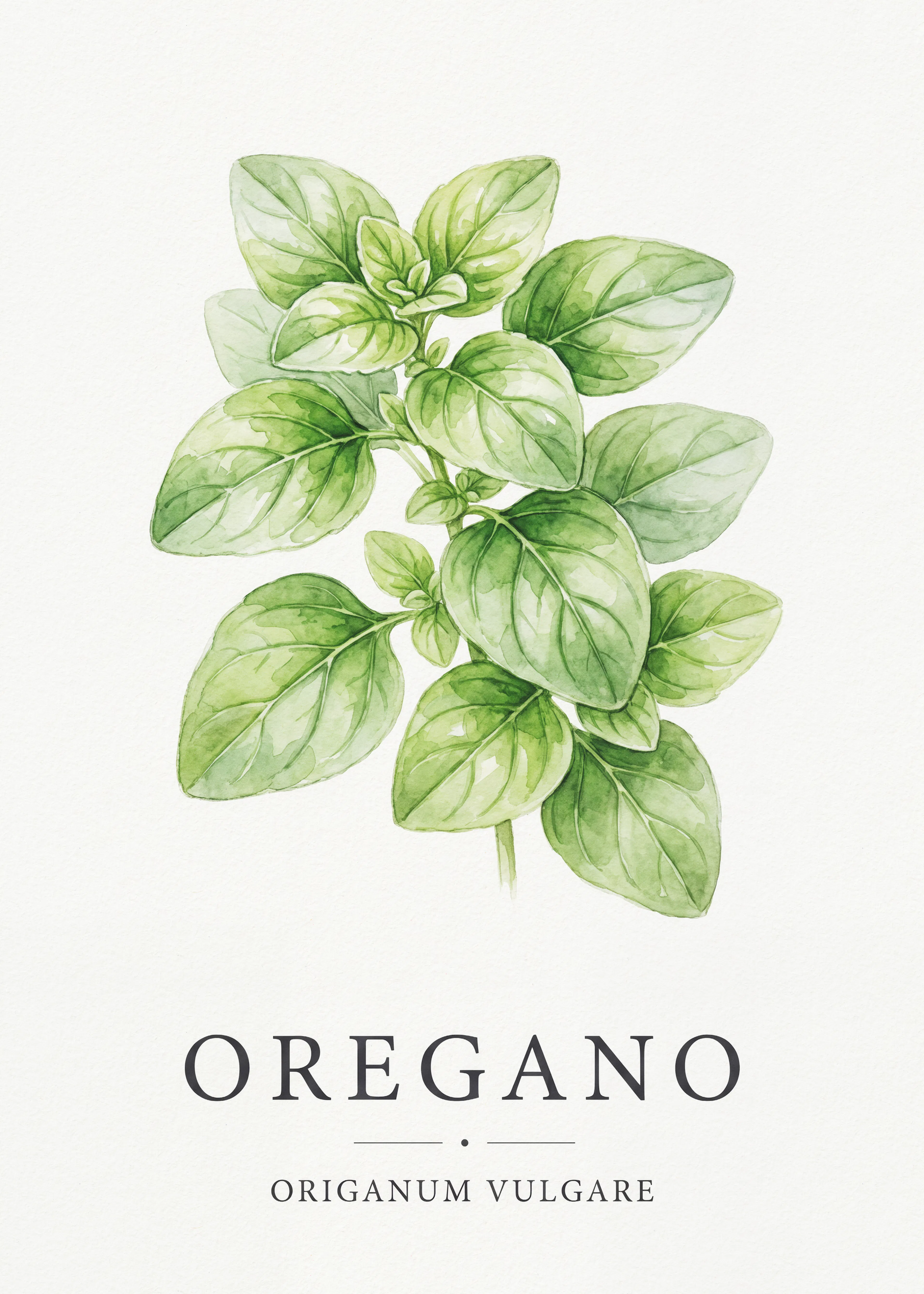 Herbe d'Origan Poster 0