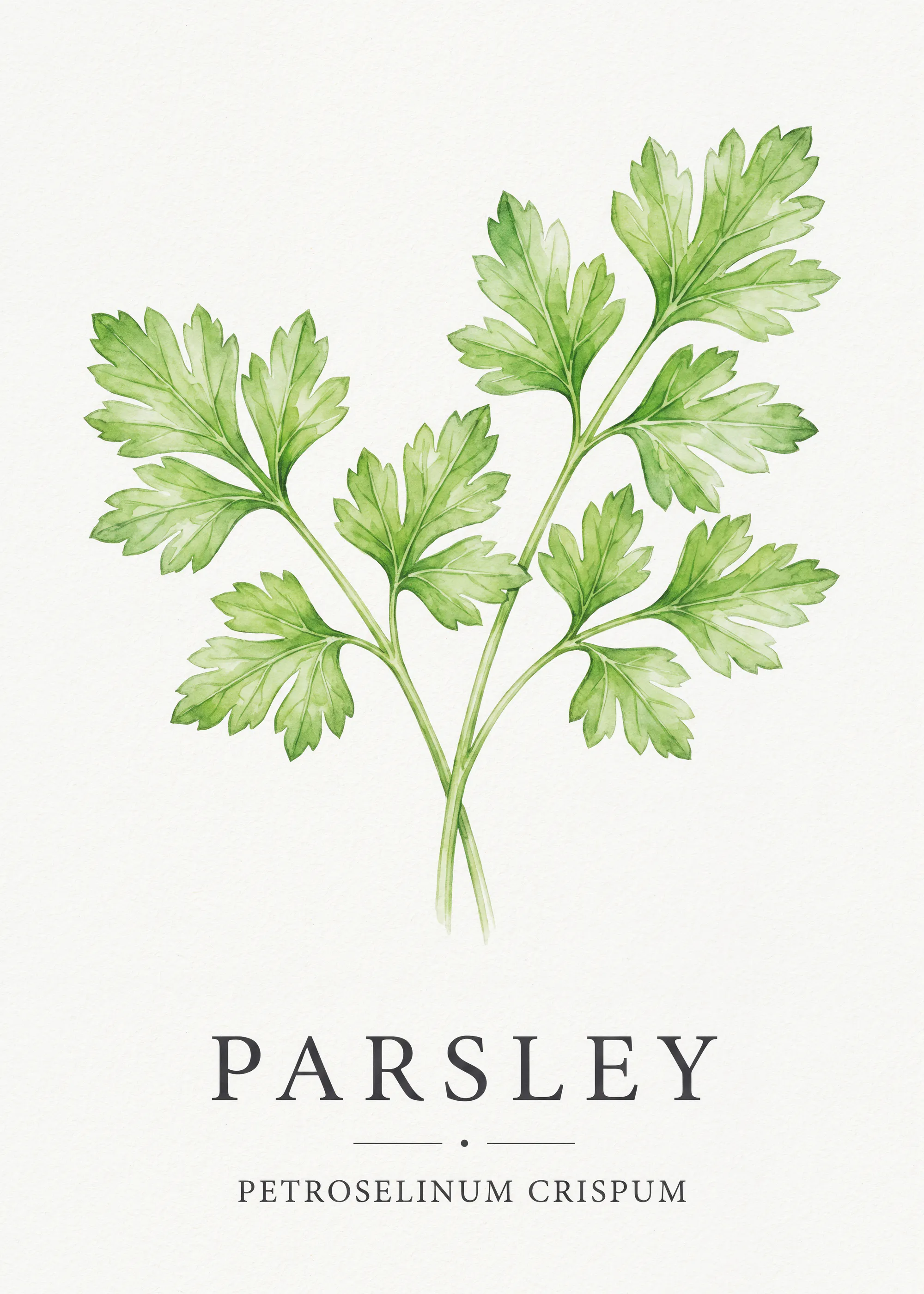 Fresh Parsley Poster 0