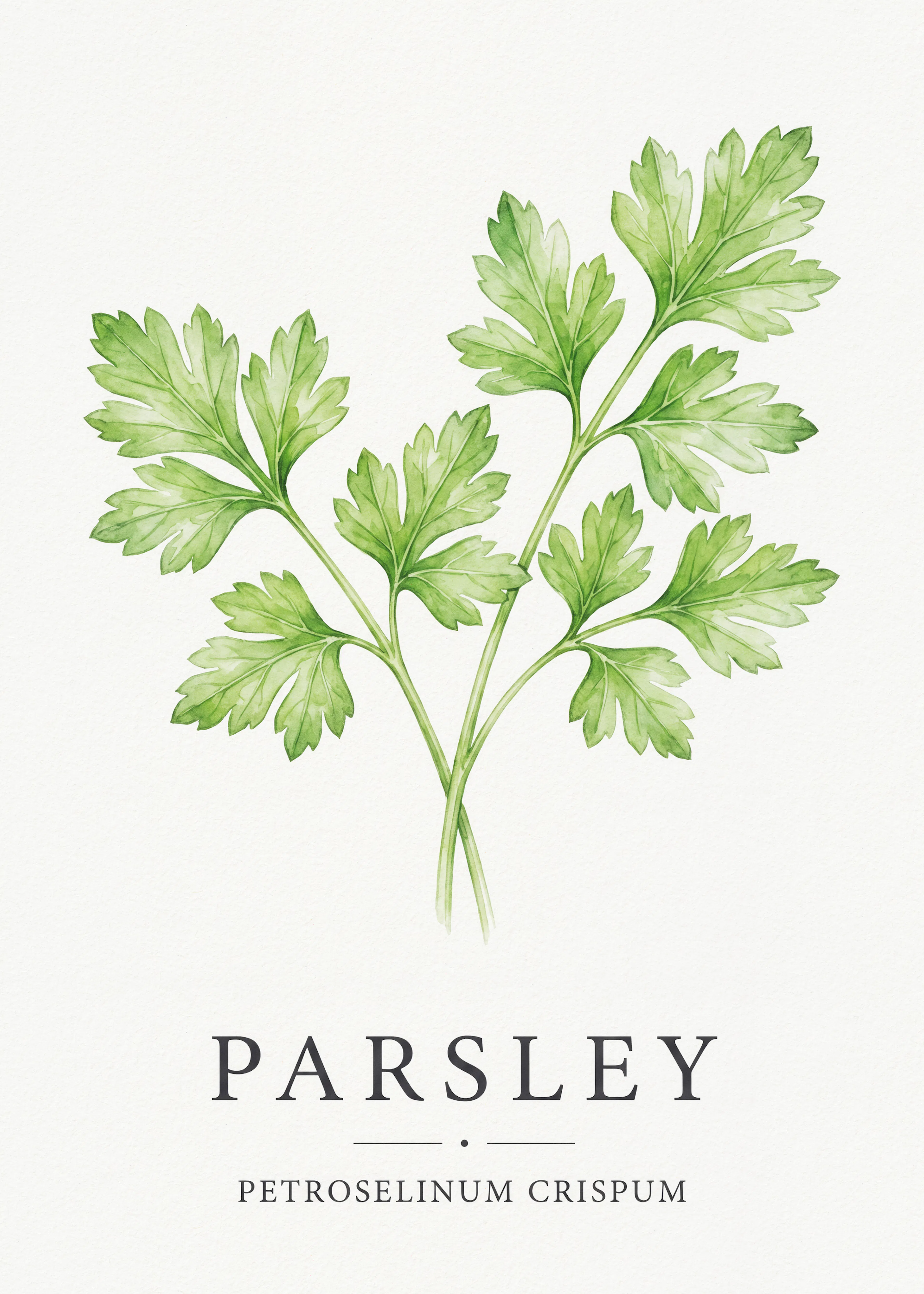 Persil Frais Poster 0