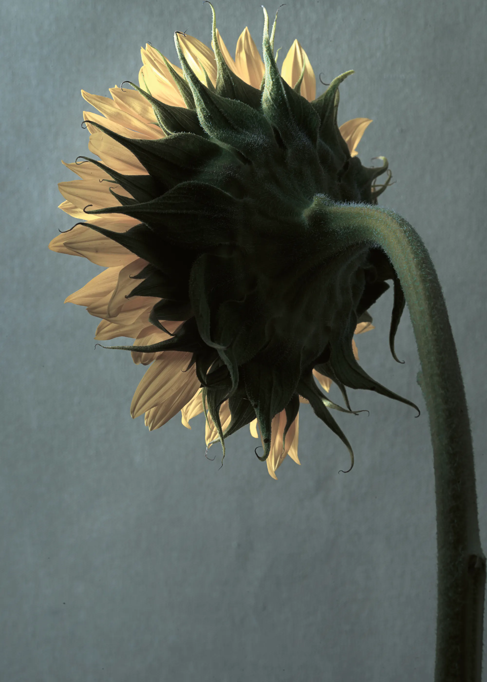 Sunflower Elegance Poster 0