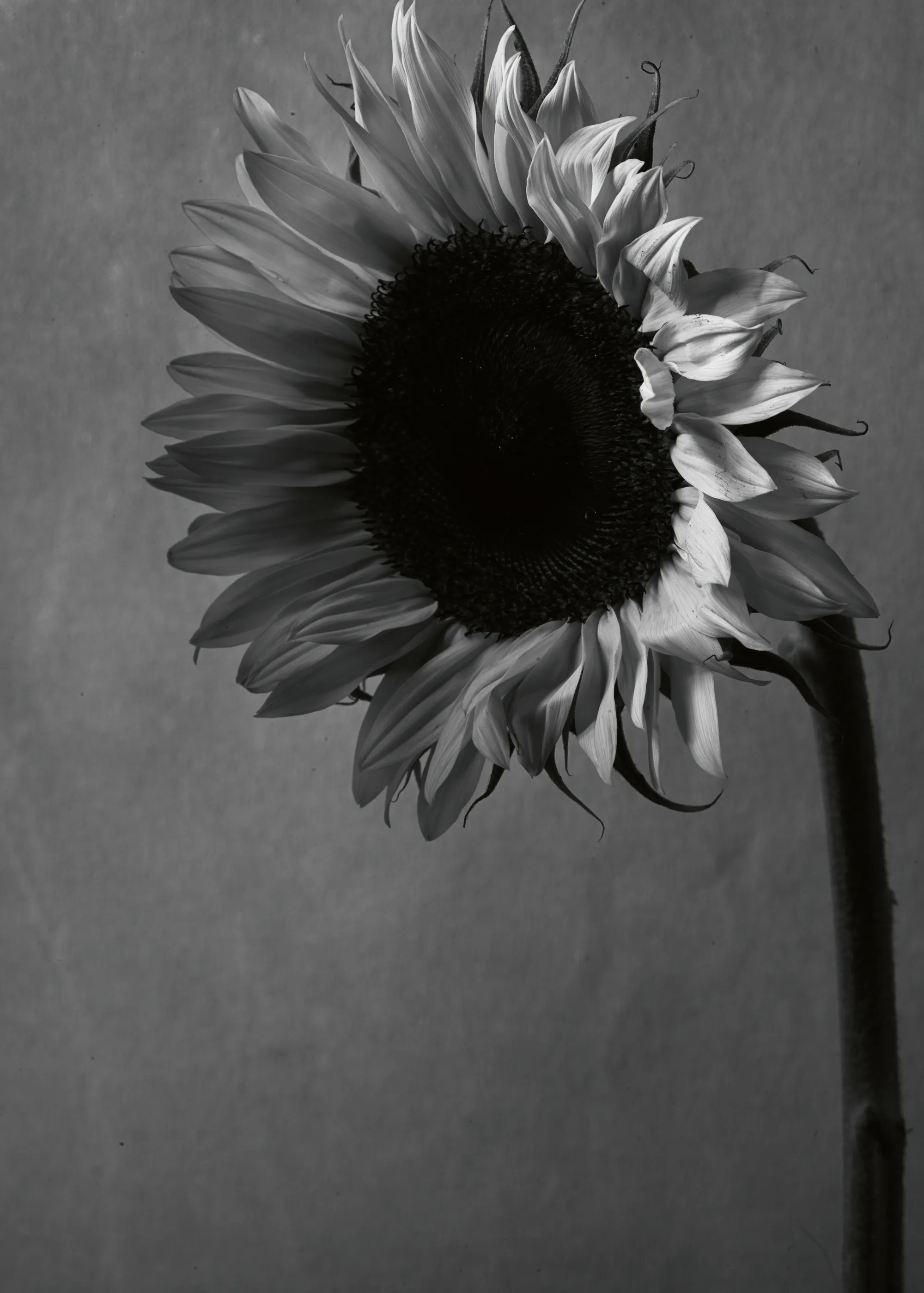 Yellow Sunflower Elegance Poster 0