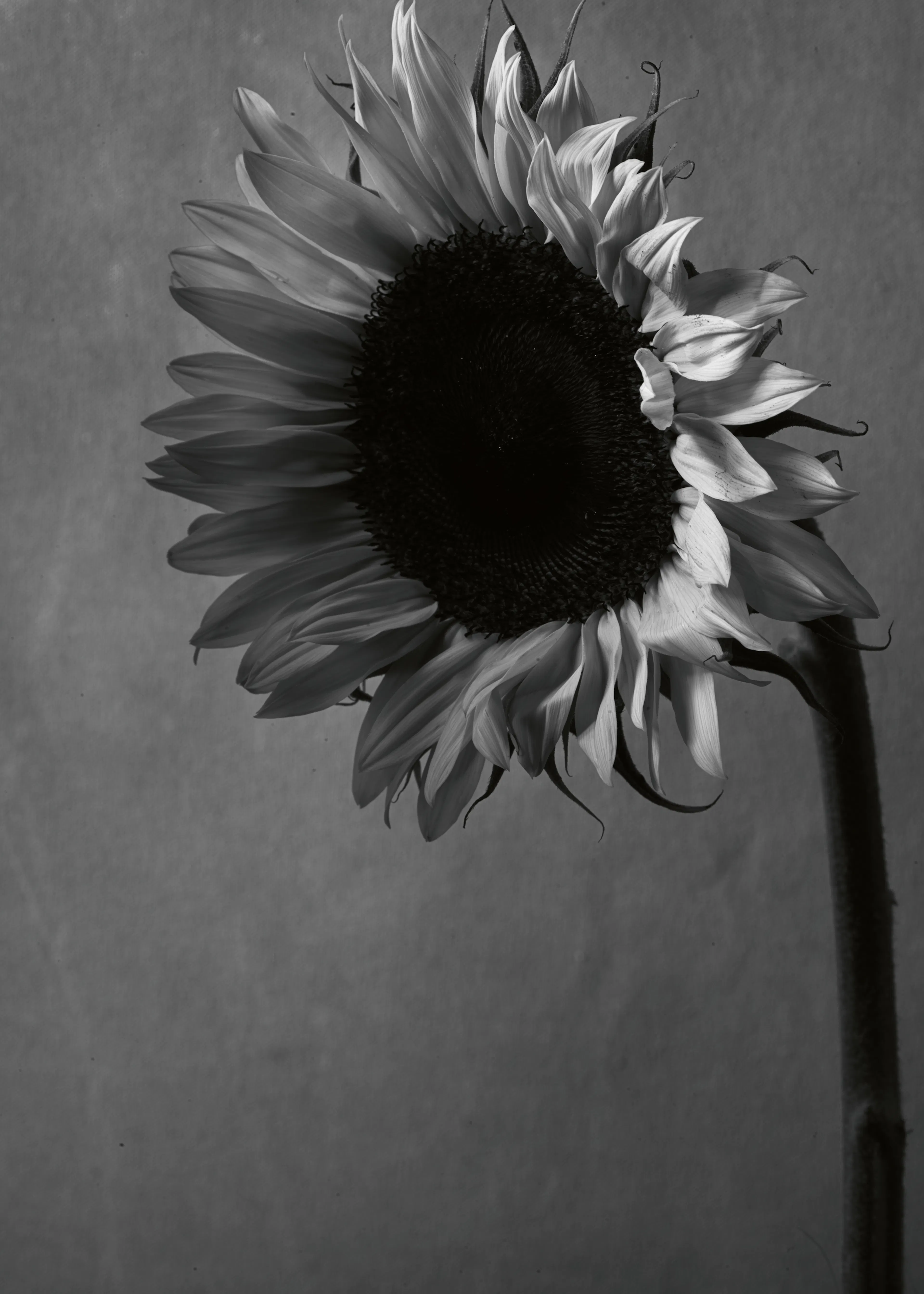 Yellow Sunflower Elegance Poster 0