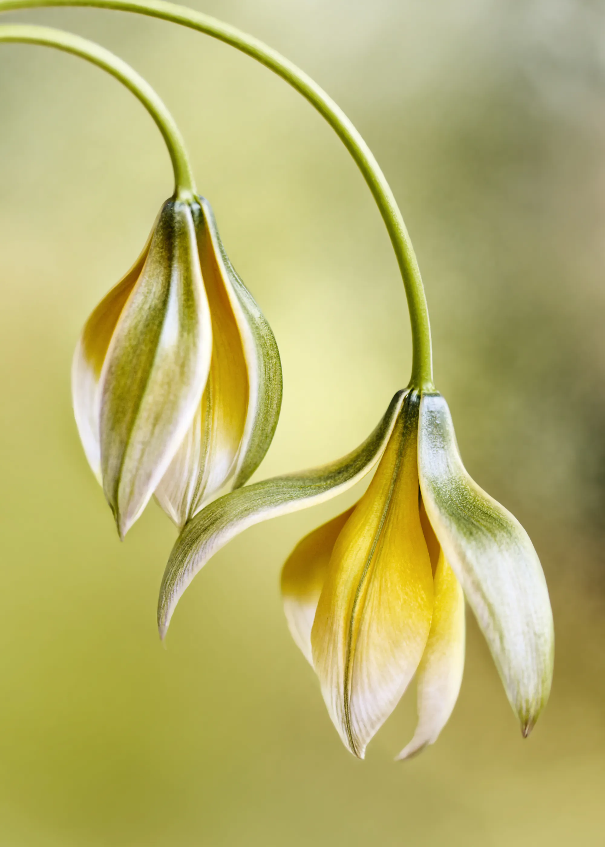 Fleurs Délicates Poster 0