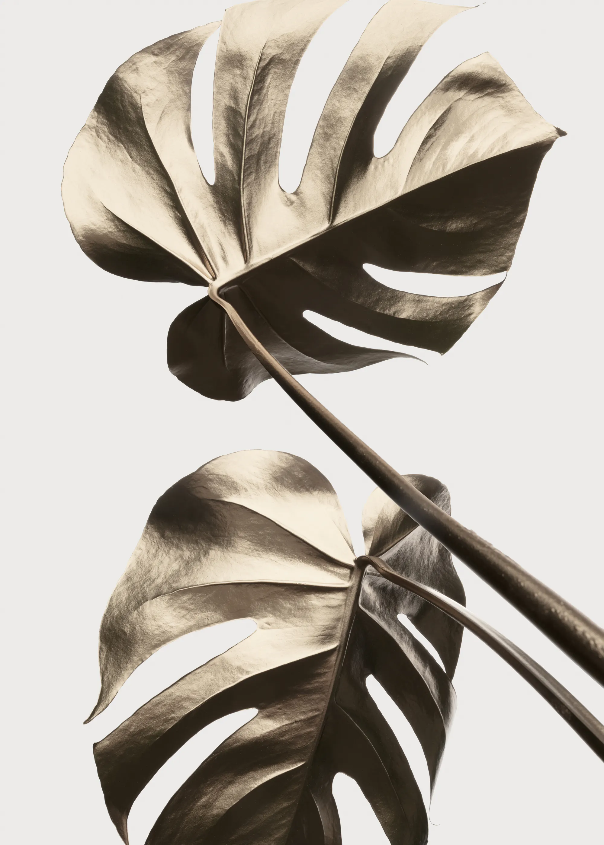 Tropical Elegance Poster 0