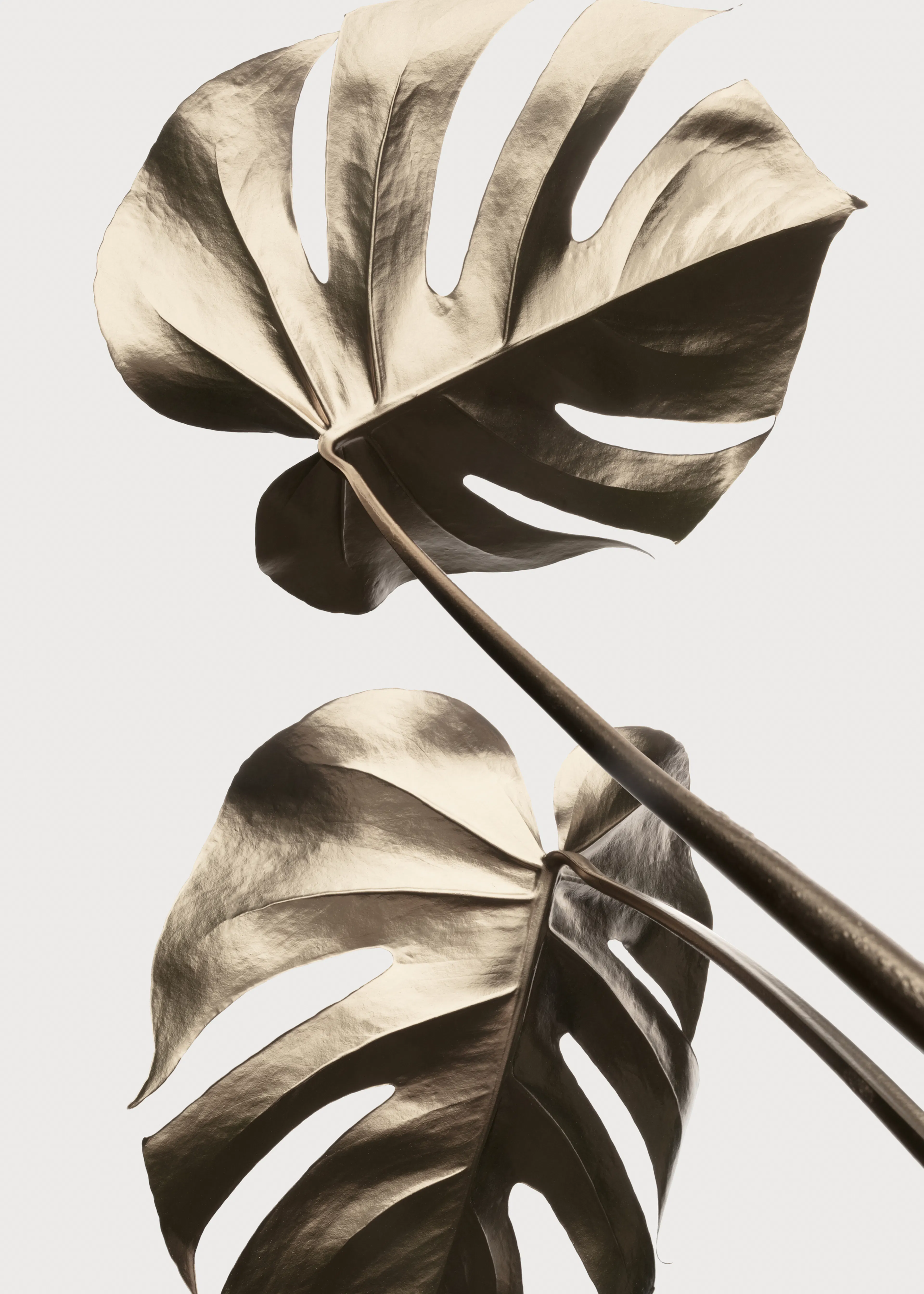 Élégance Tropicale Poster 0