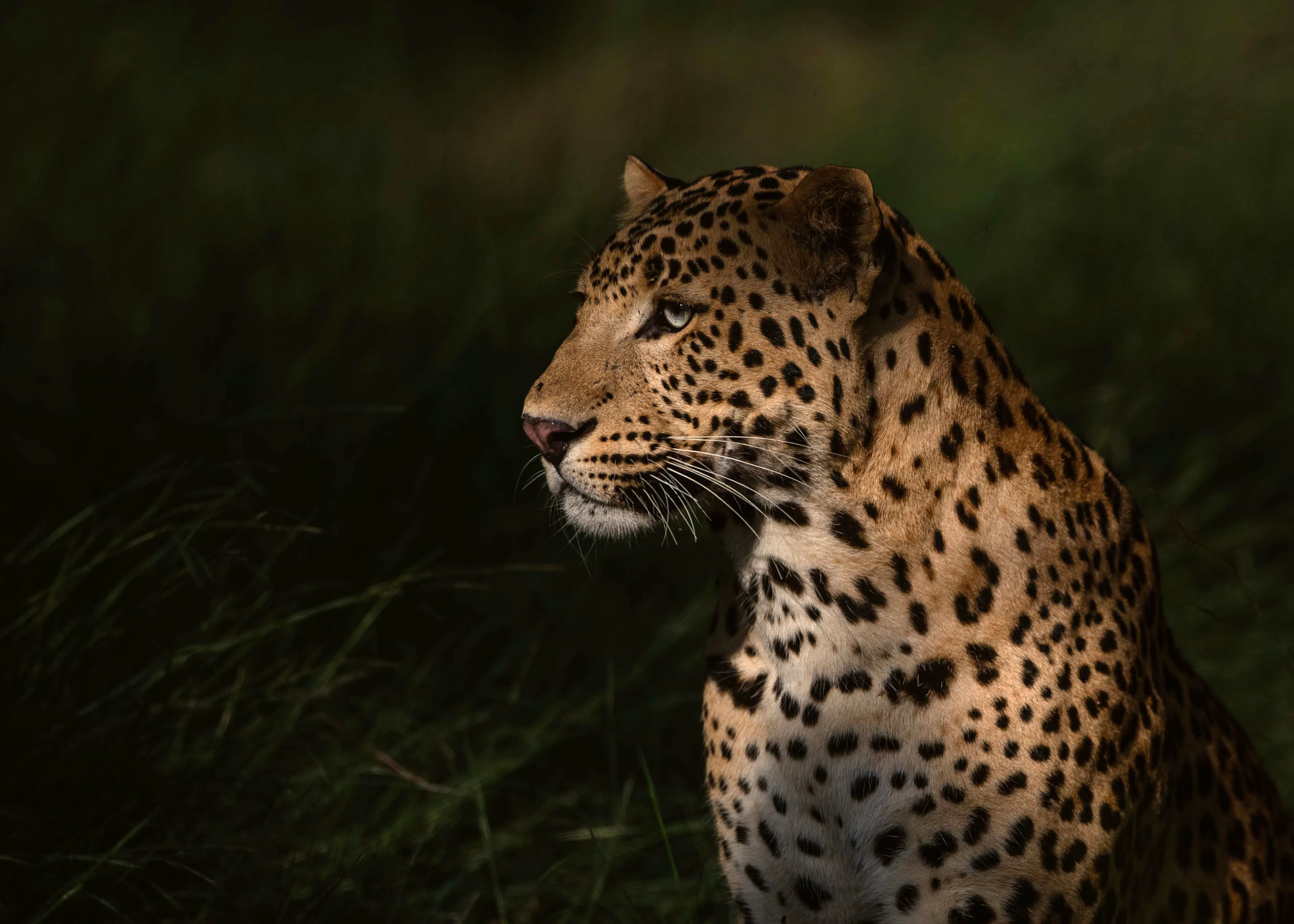 Dark Wild Leopard Poster 0