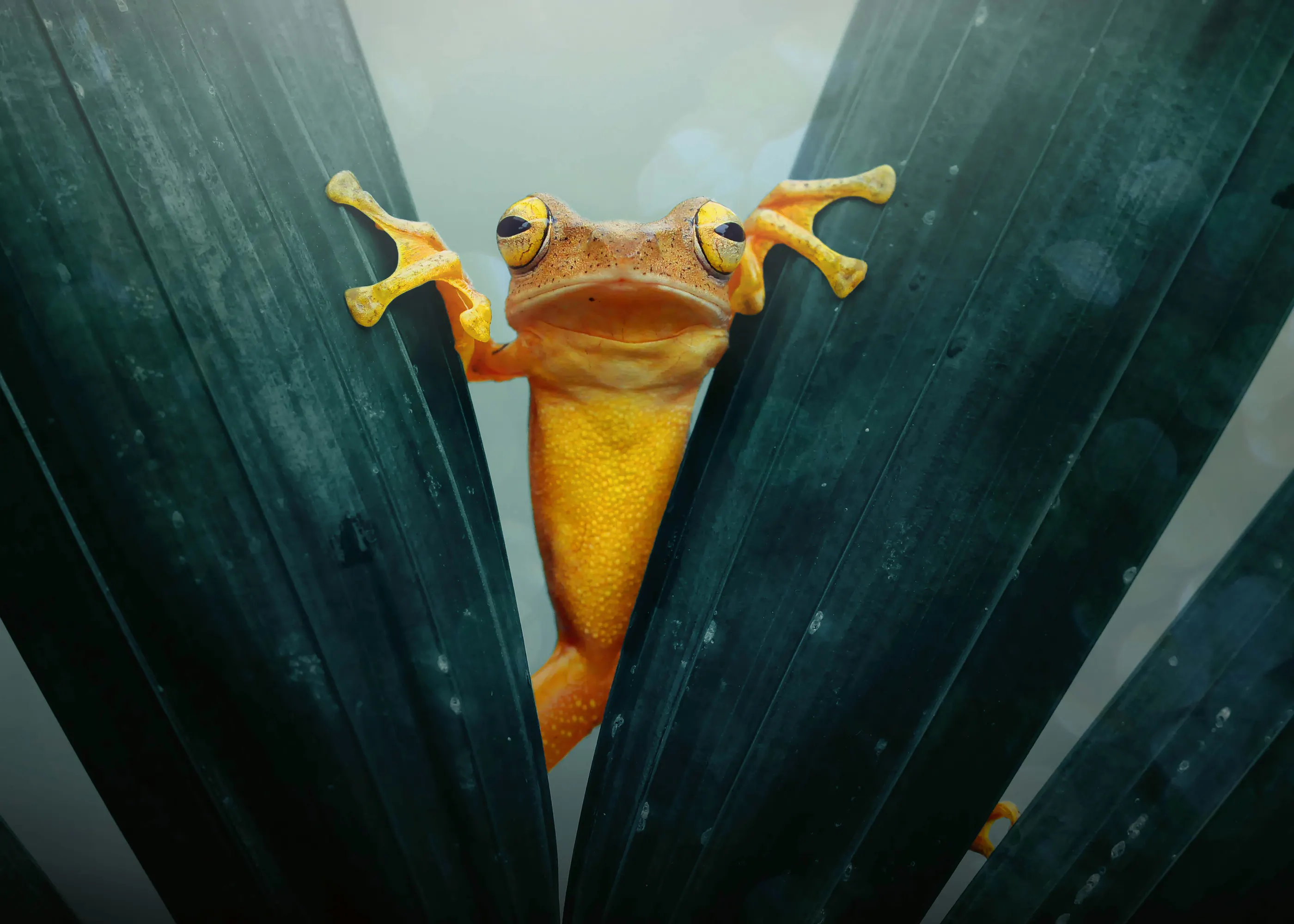 Hidden Explorer Poster 0