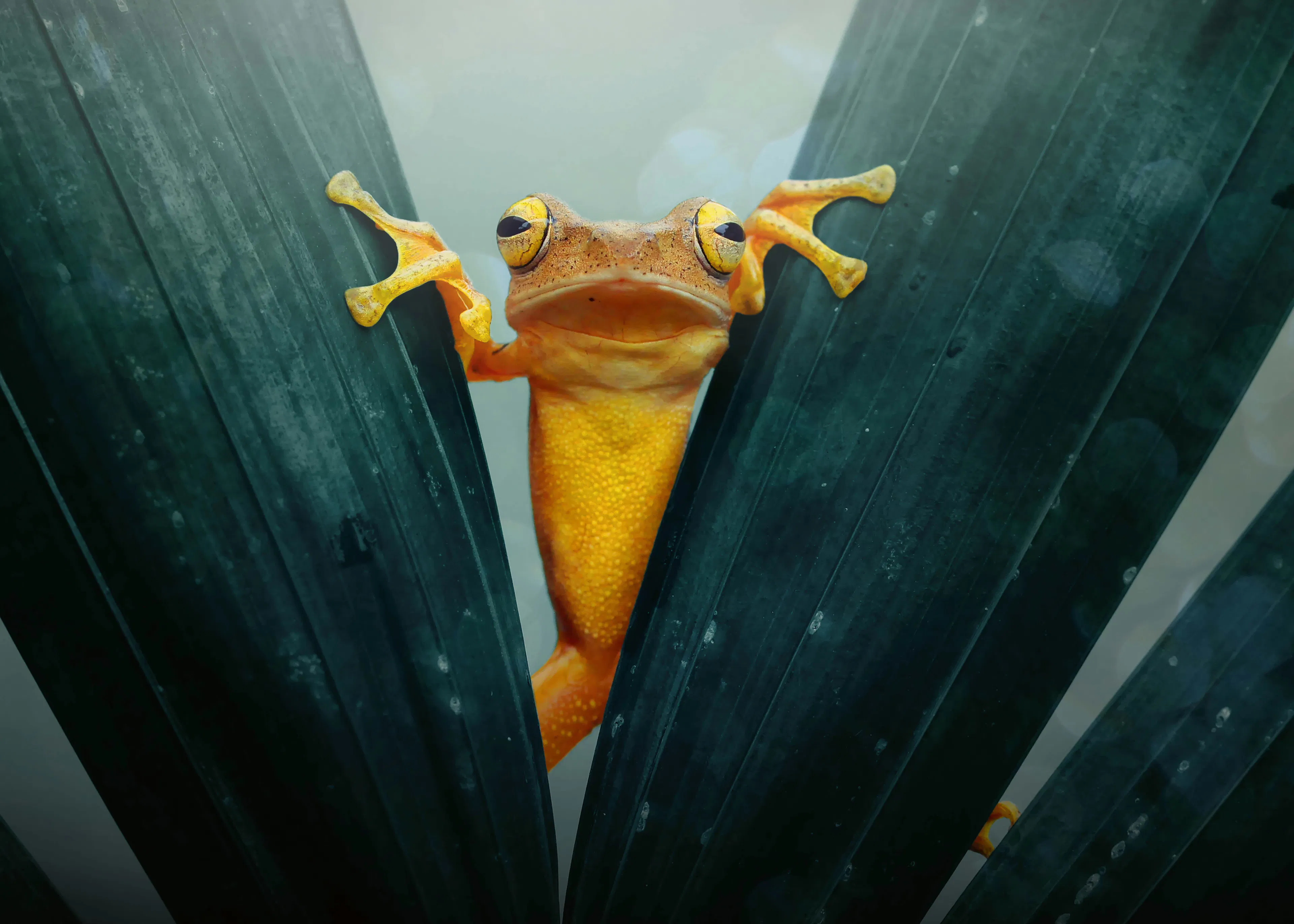 Hidden Explorer Poster 0