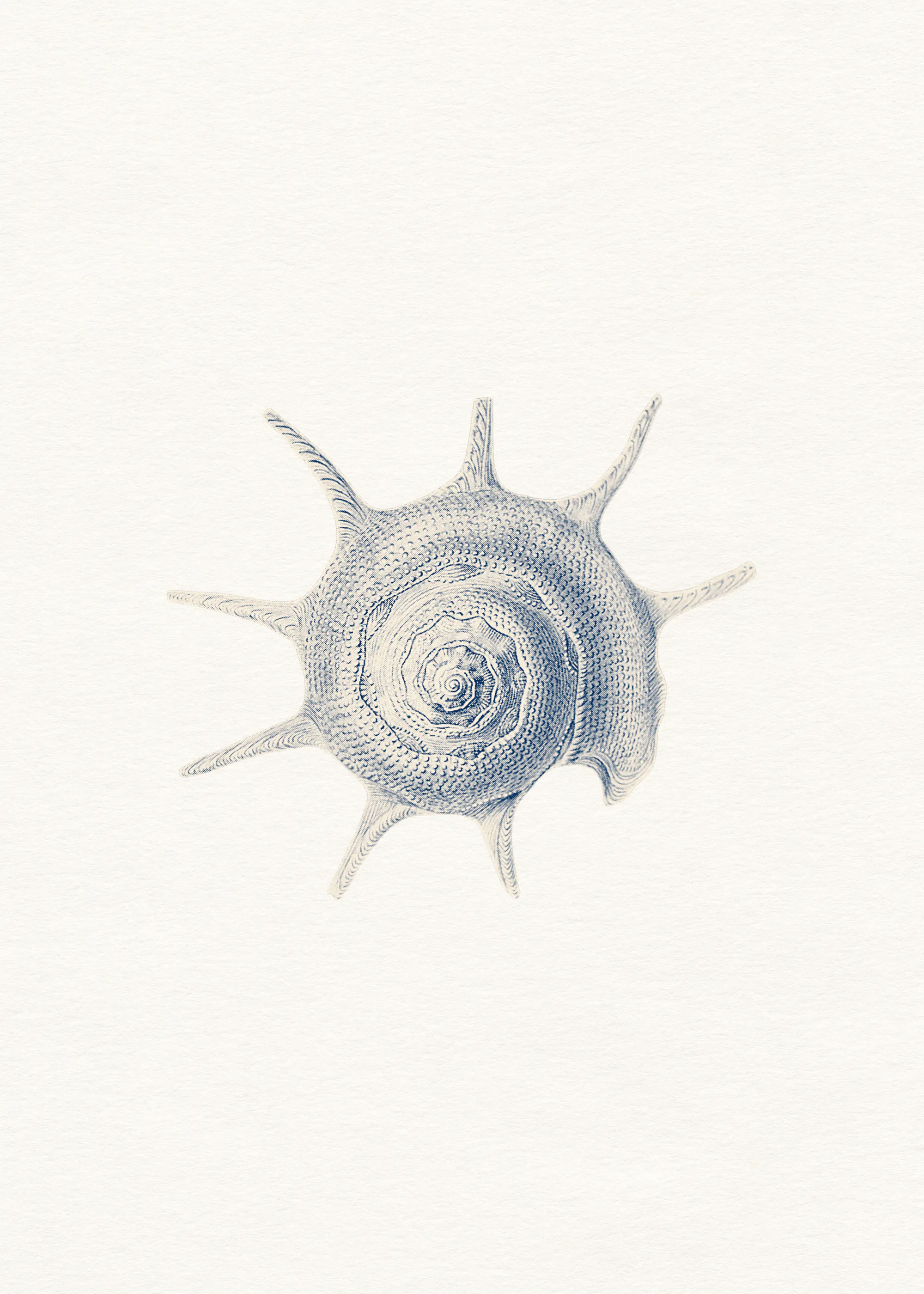 Sea Spiral Poster 0