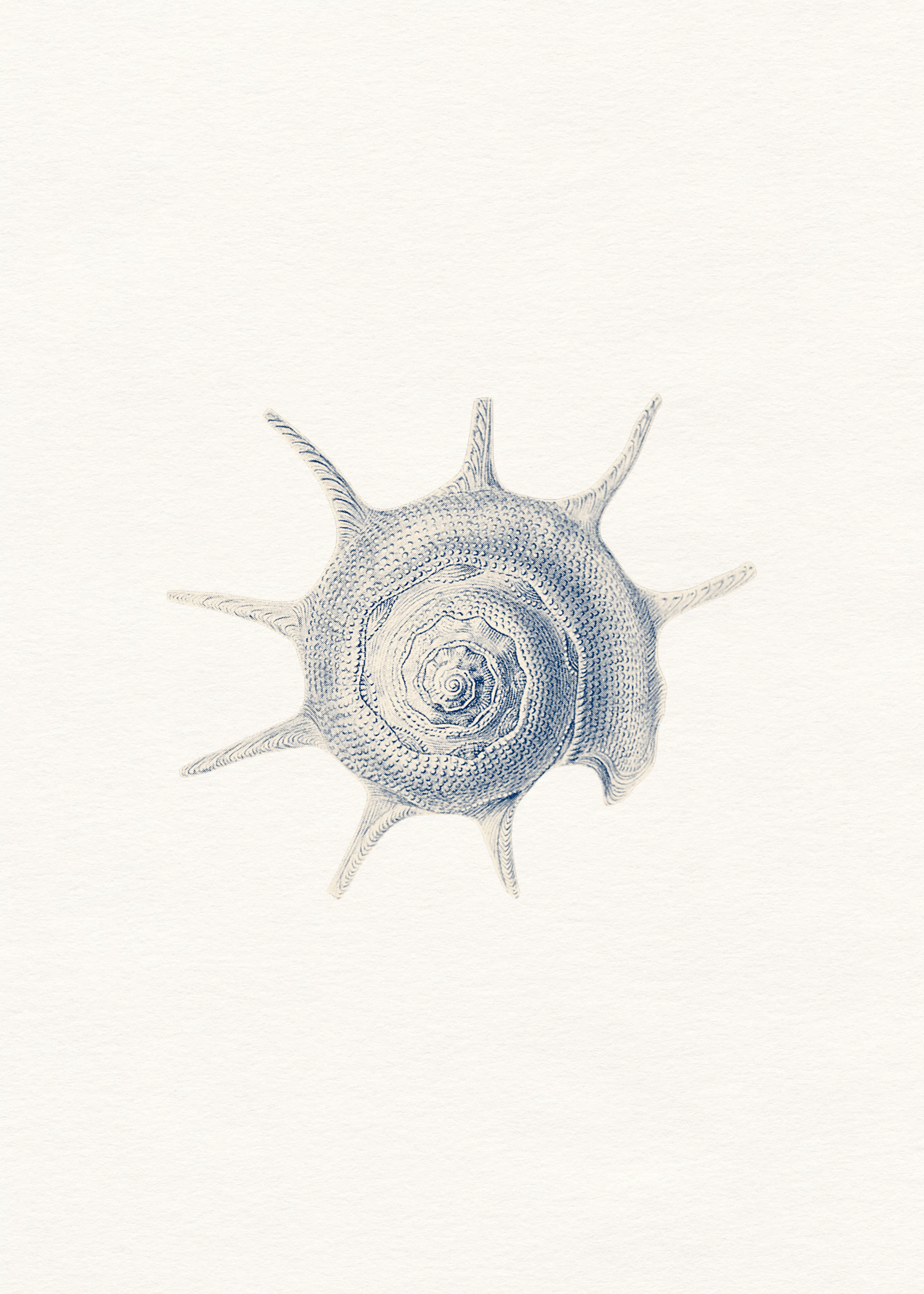 Spirale del Mare Poster 0
