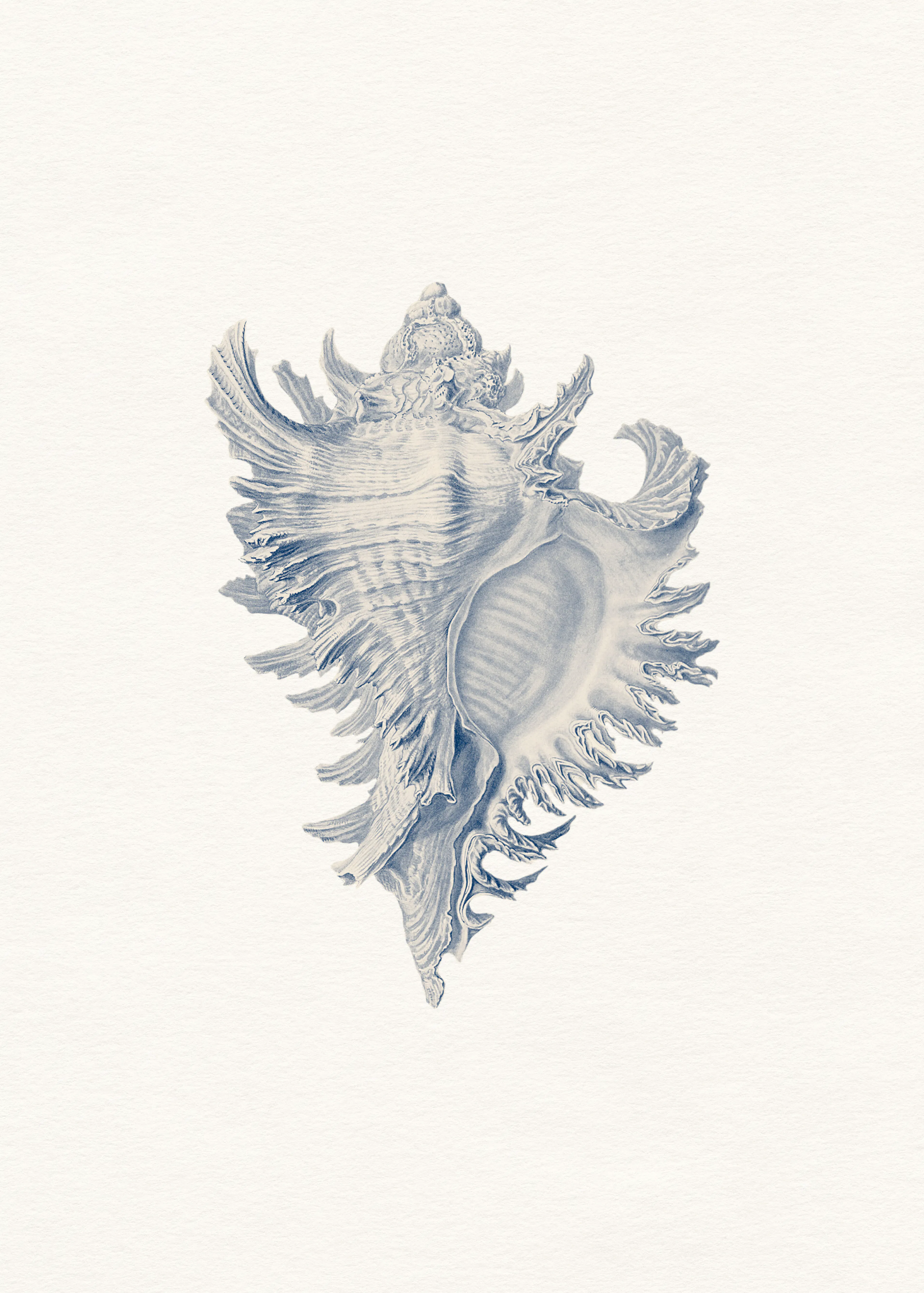 Conchiglia di Mare Blu Poster 0