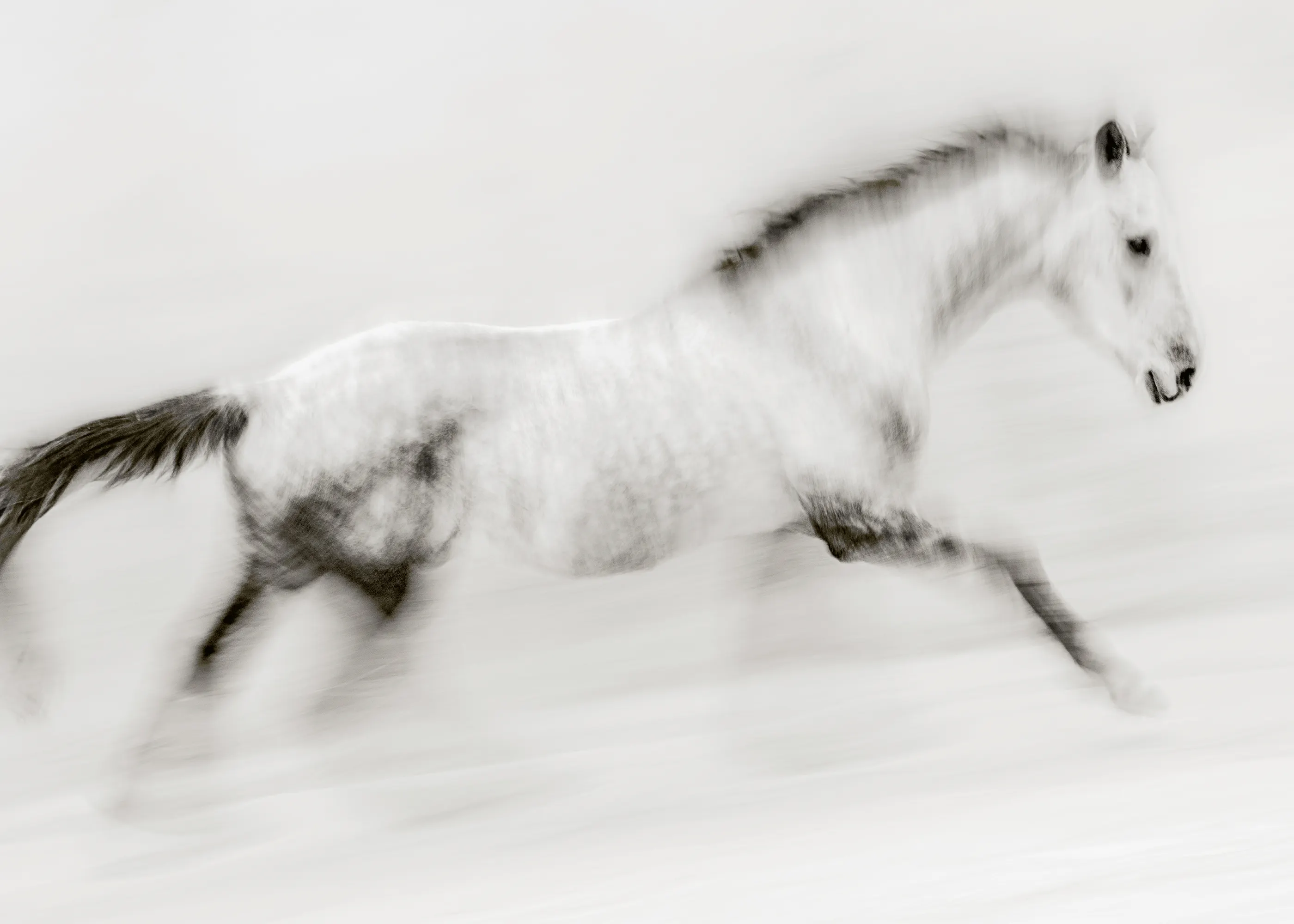 Ghost Horse Poster 0