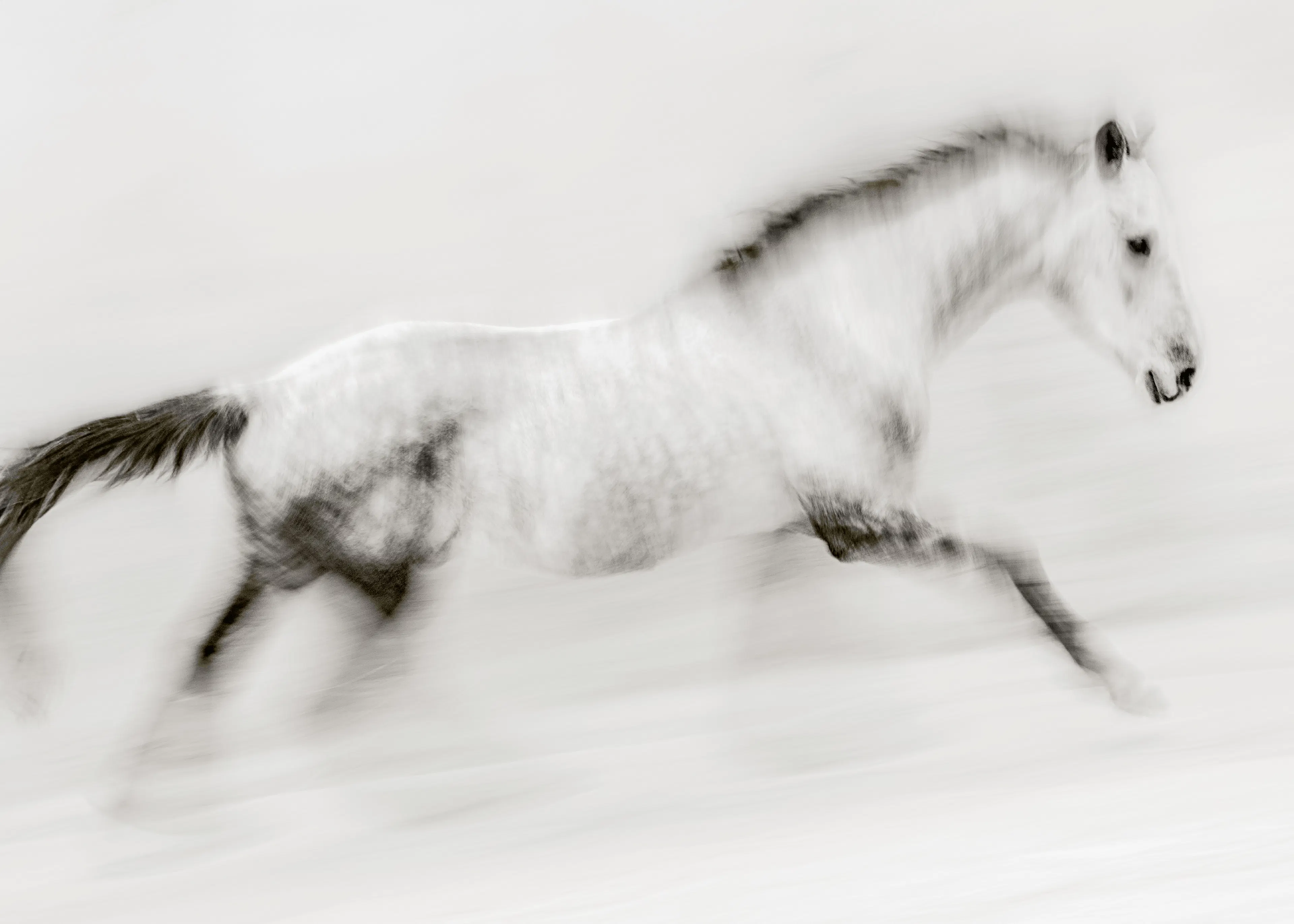 Ghost Horse Poster 0