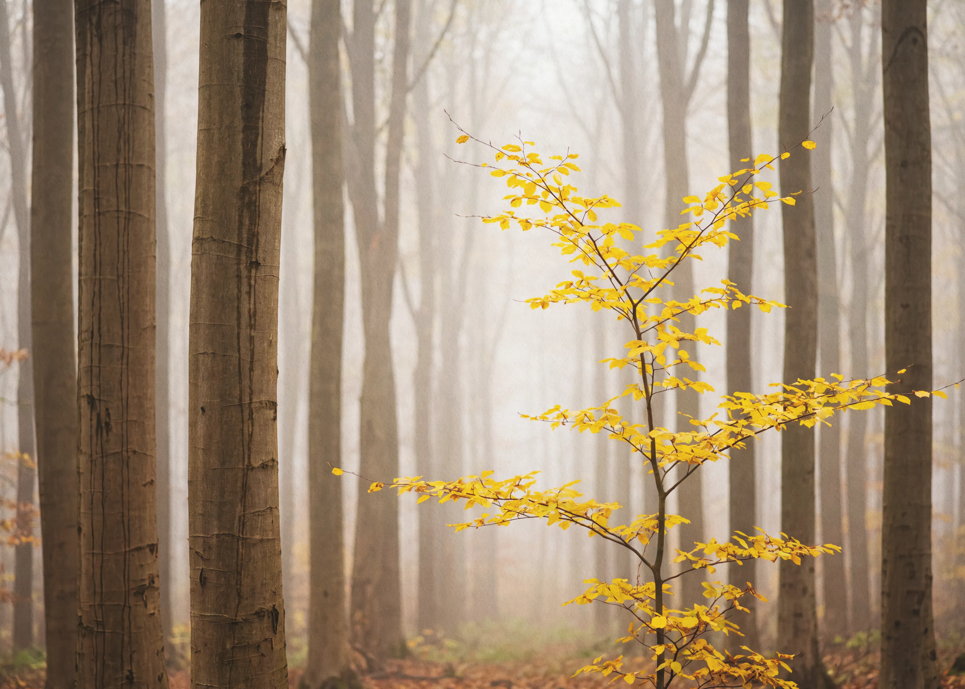 Brown Golden Forest Poster 0