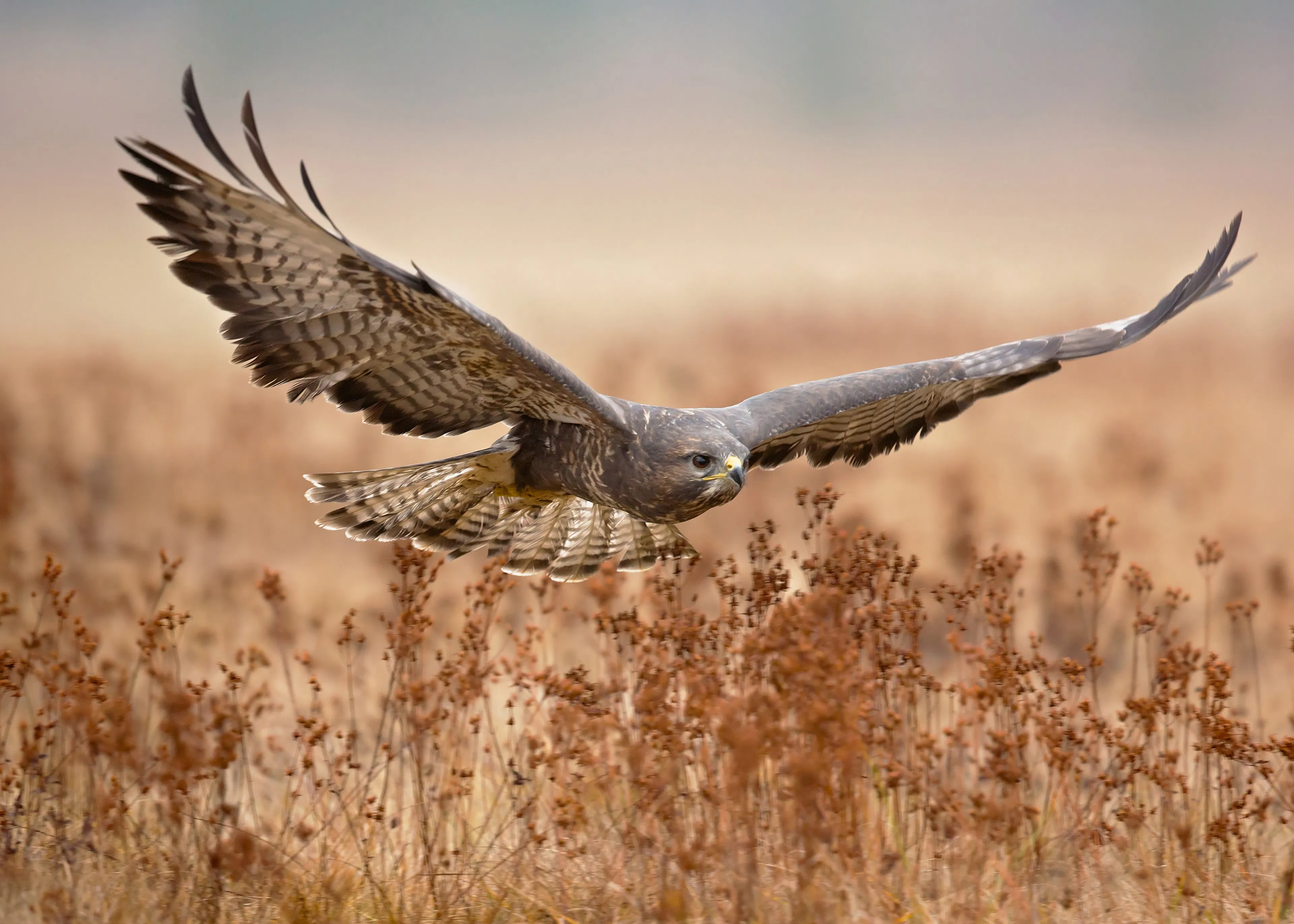 Soaring Falcon Poster 0