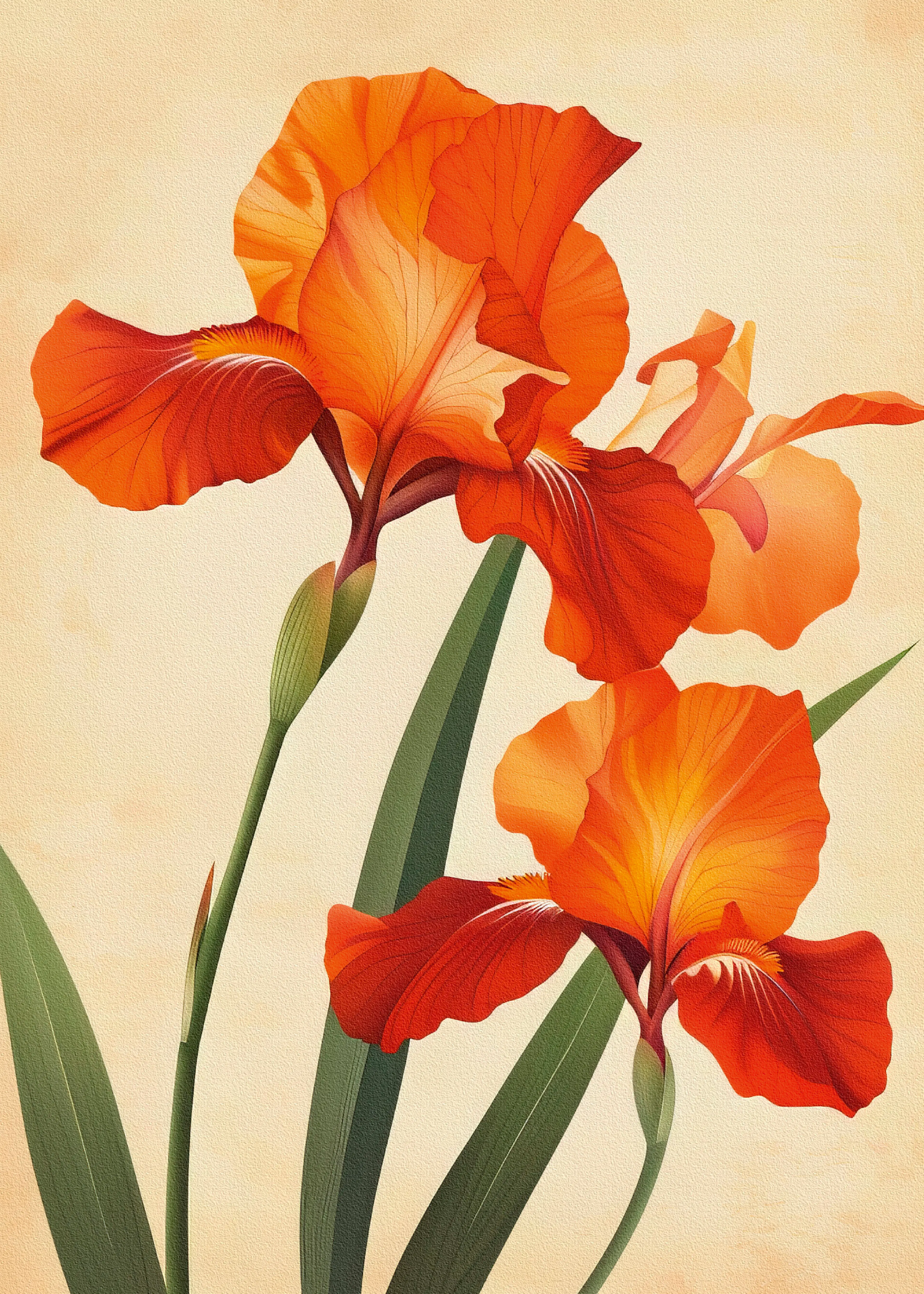 Orange Irises Poster 0