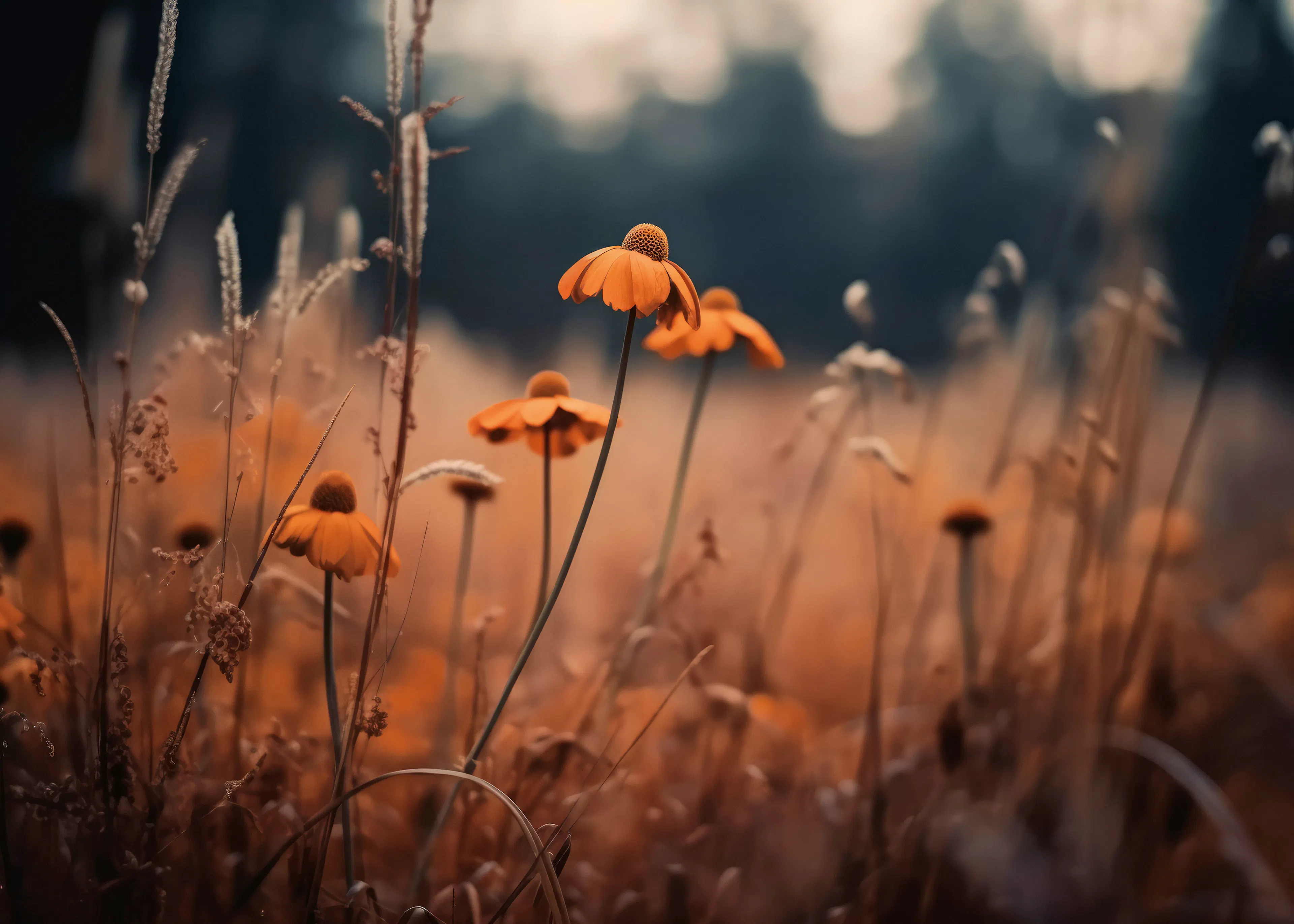Floraison d'Automne Poster 0