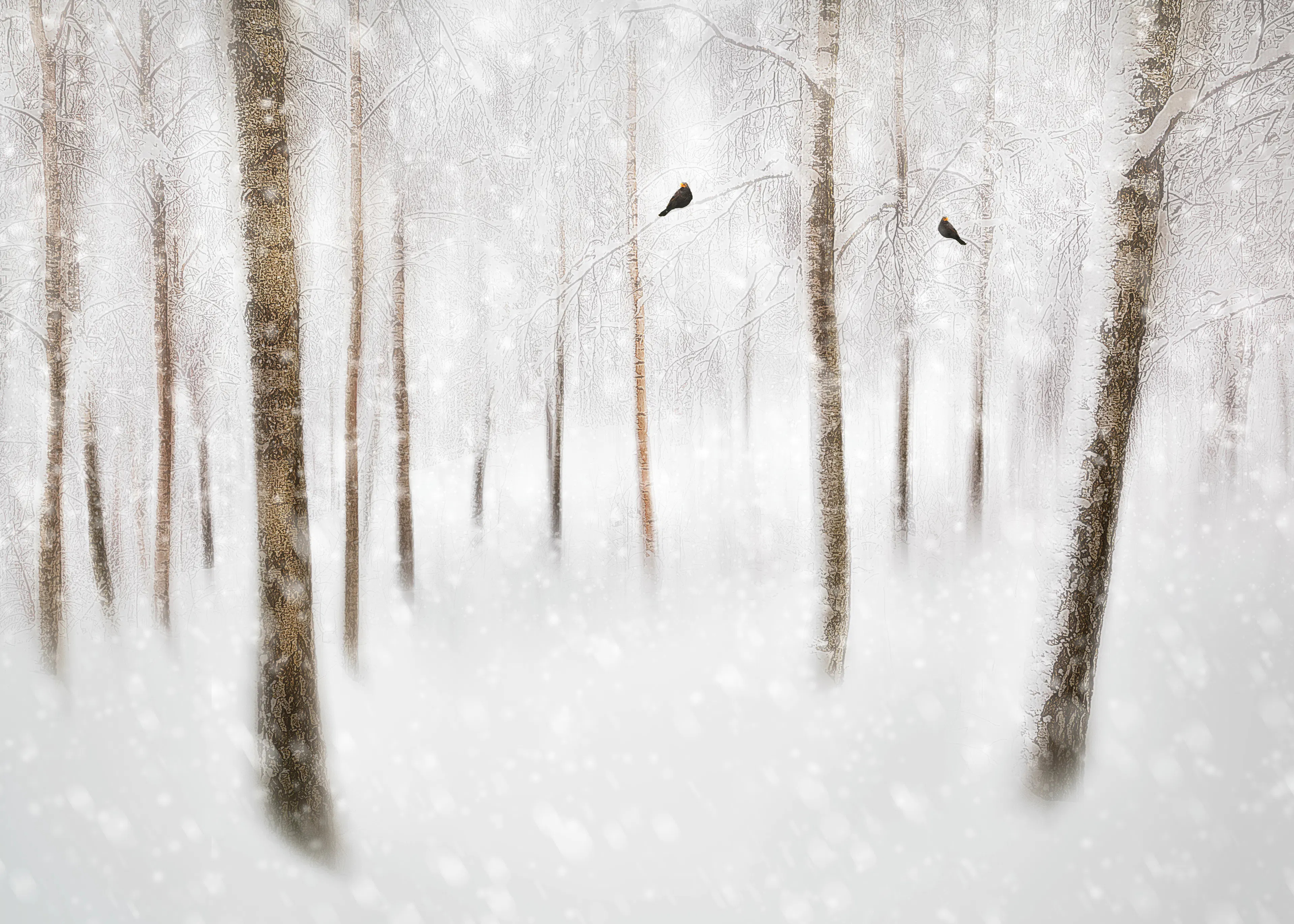 Misty White Winter Serenity Poster 0