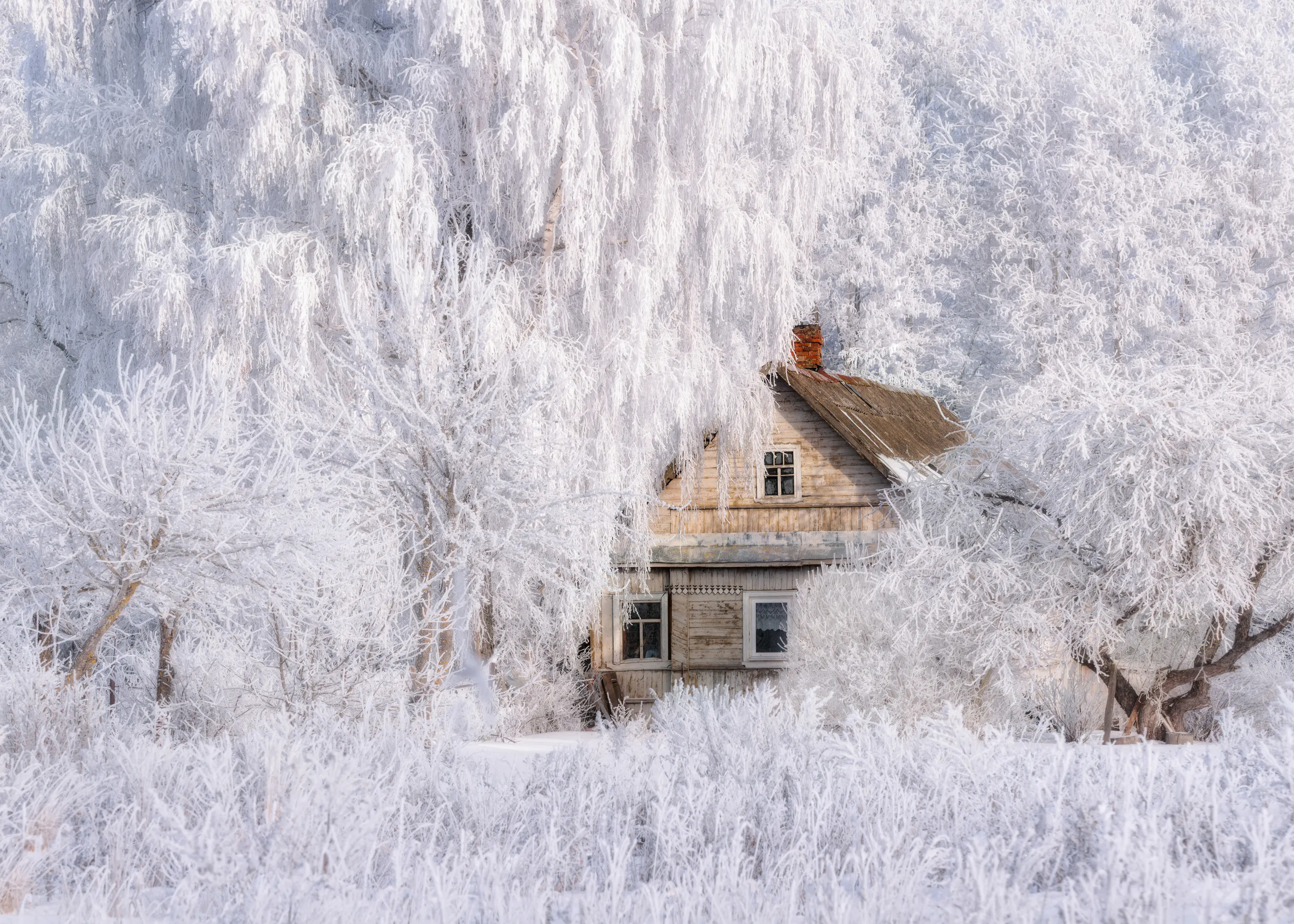 Soledad Blanca de Invierno Póster 0