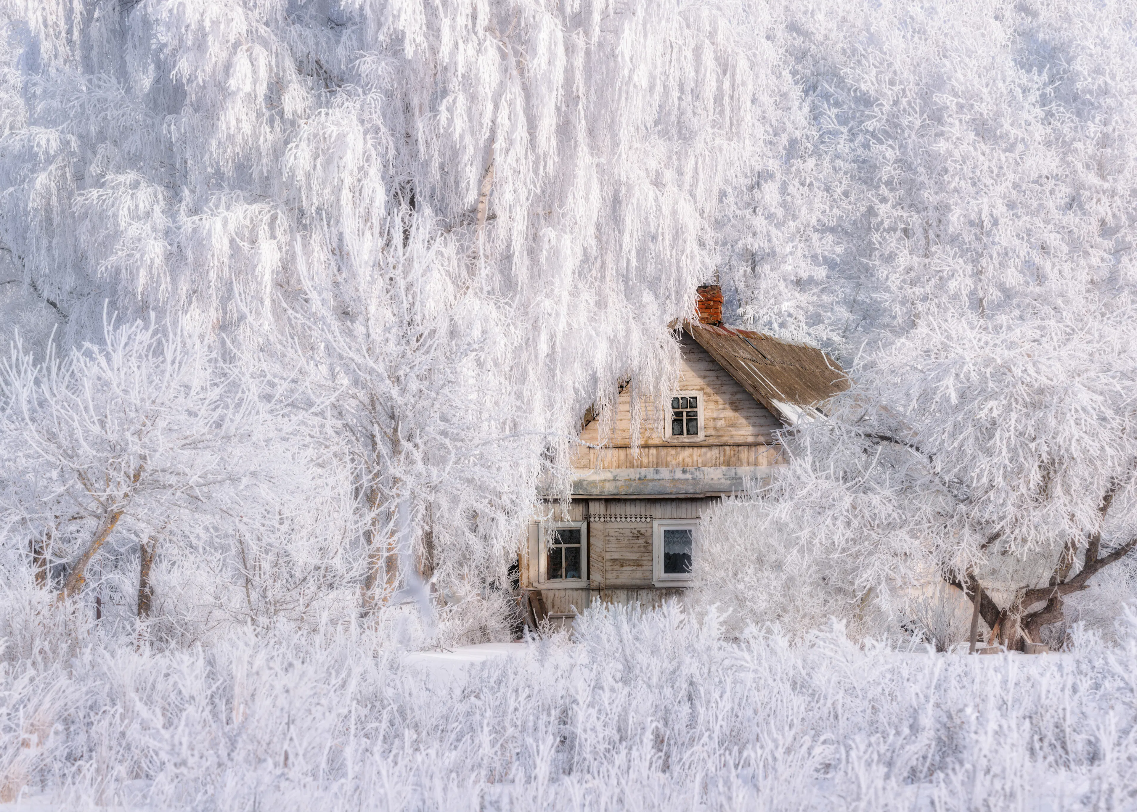 White Winter Solitude Poster 0