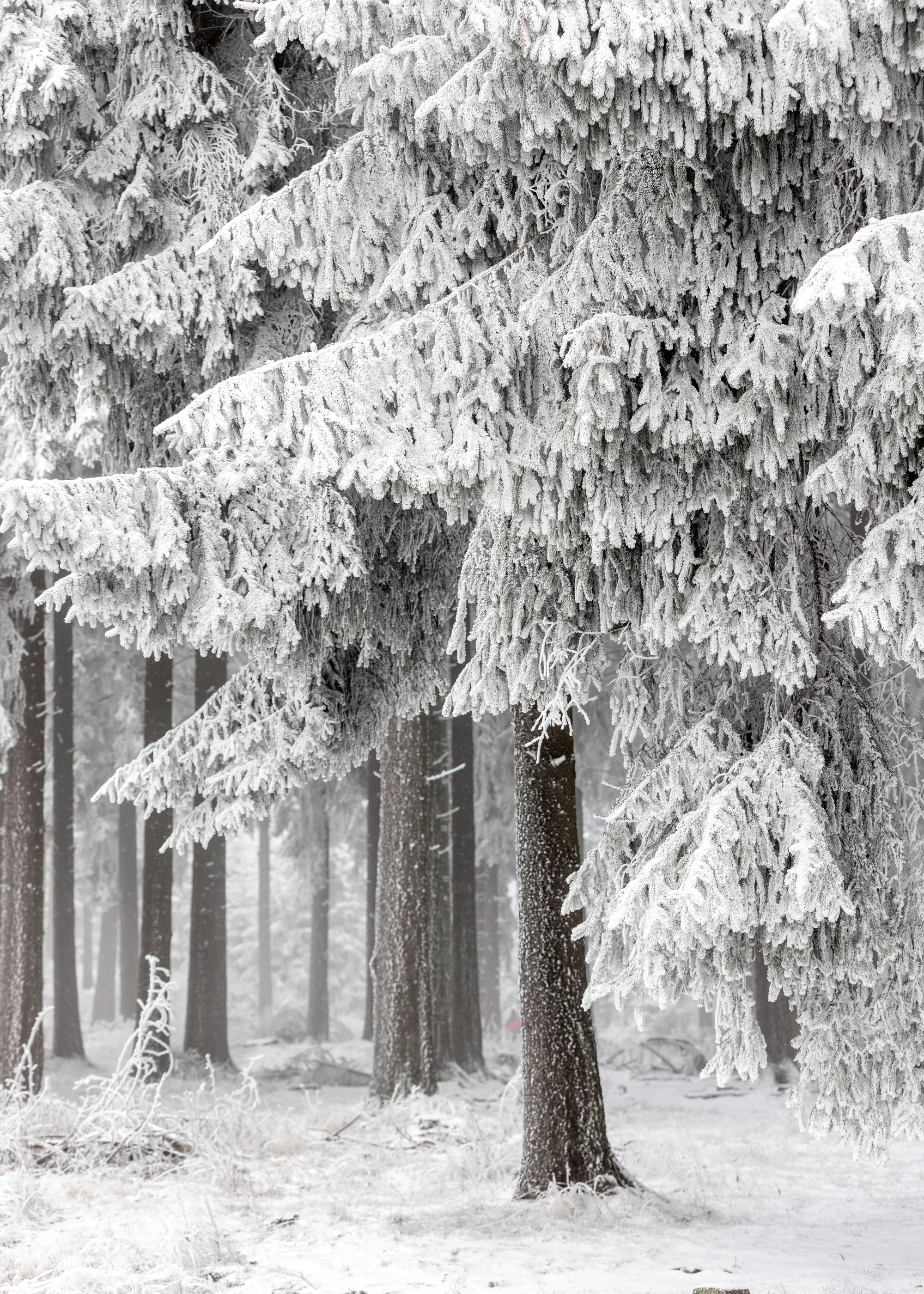Winterbos Poster 0