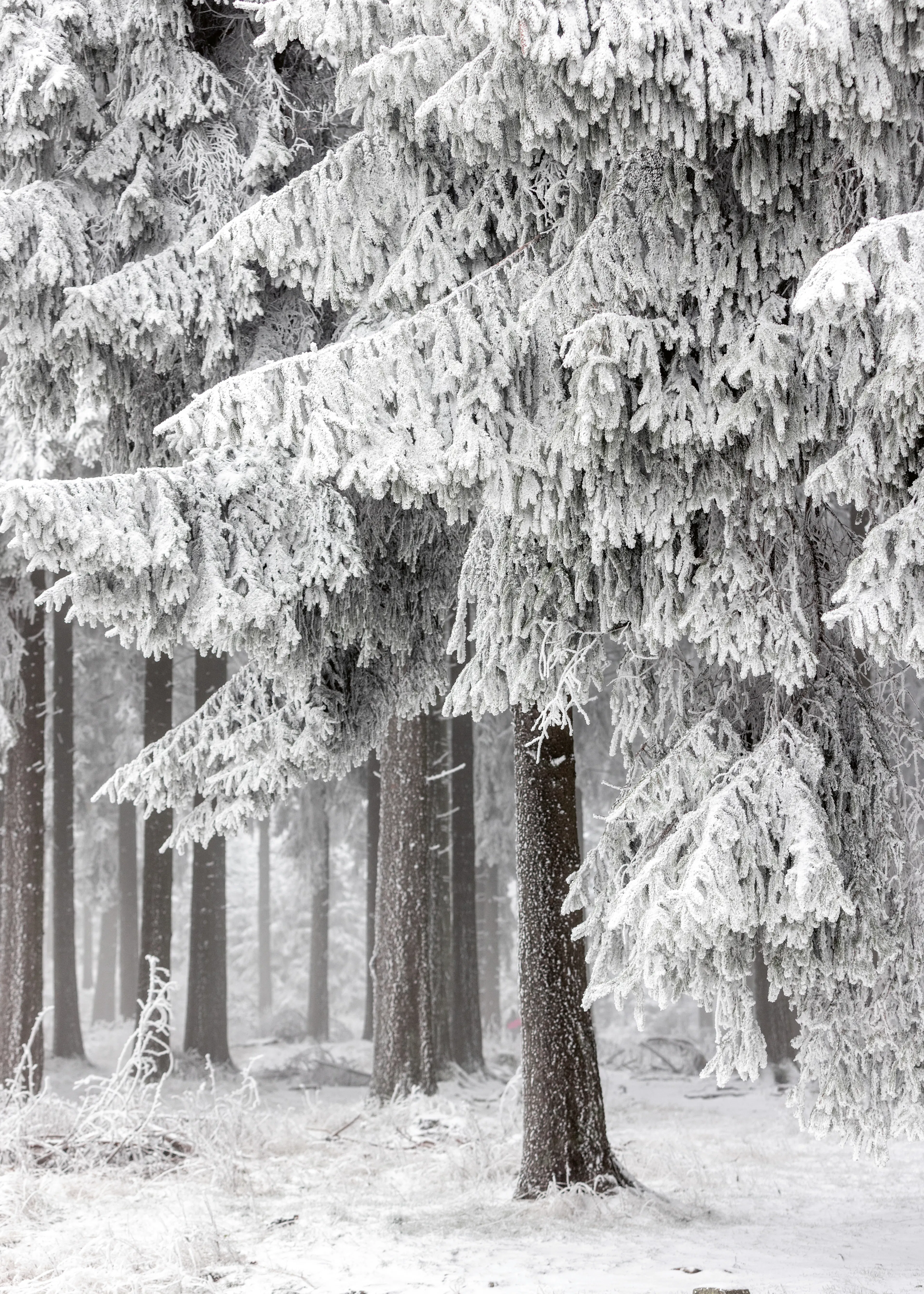 Winter Forest Poster 0