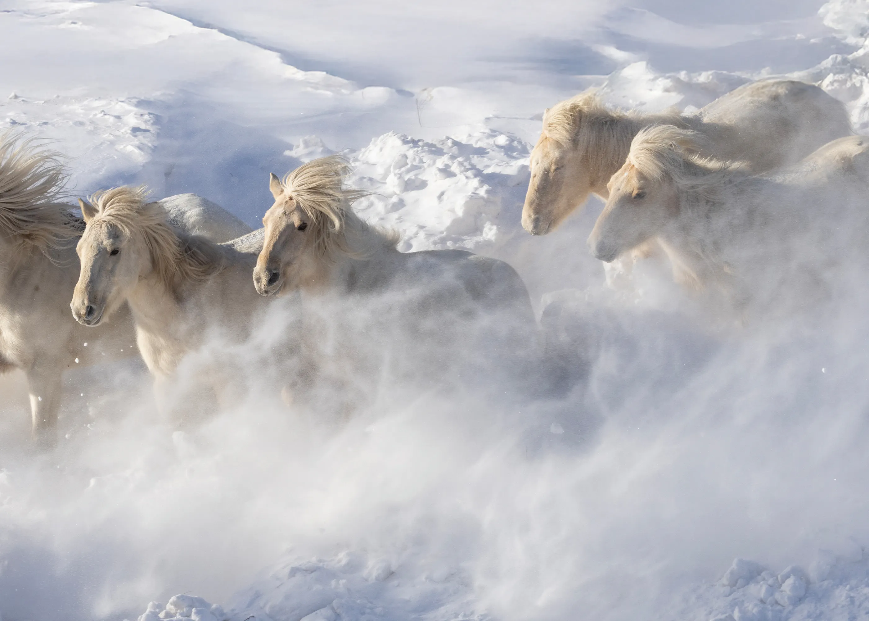 Wild Winter Horses Poster 0