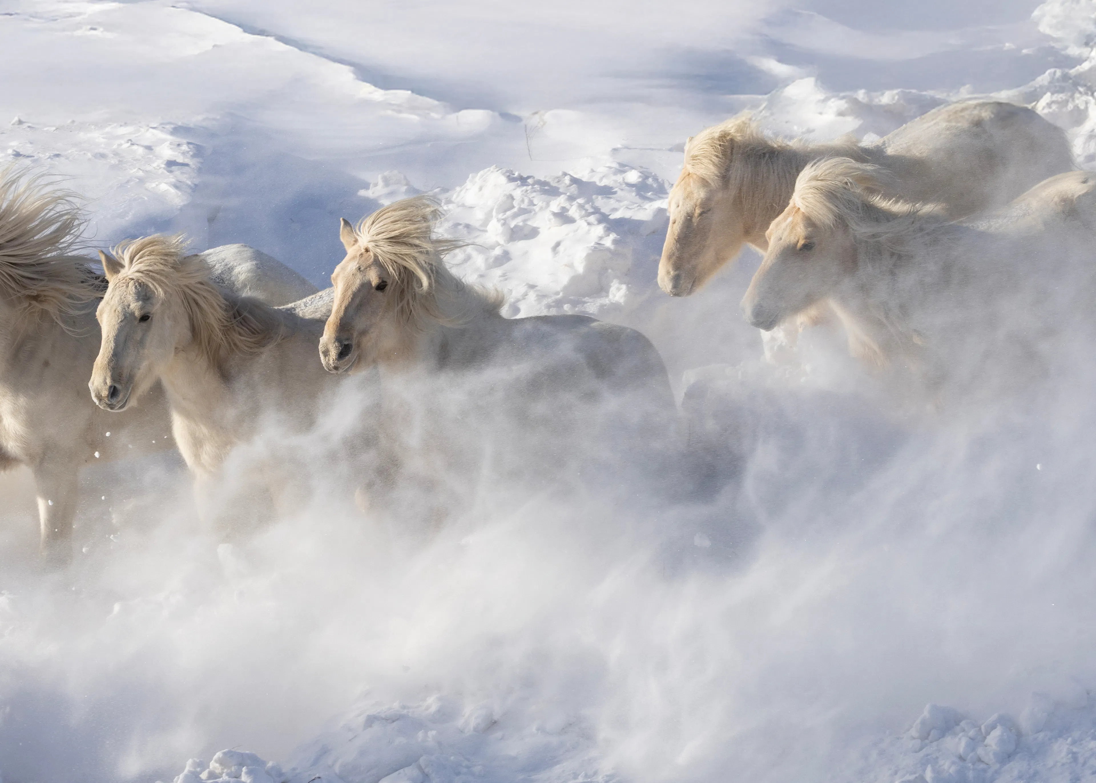 Wild Winter Horses Poster 0