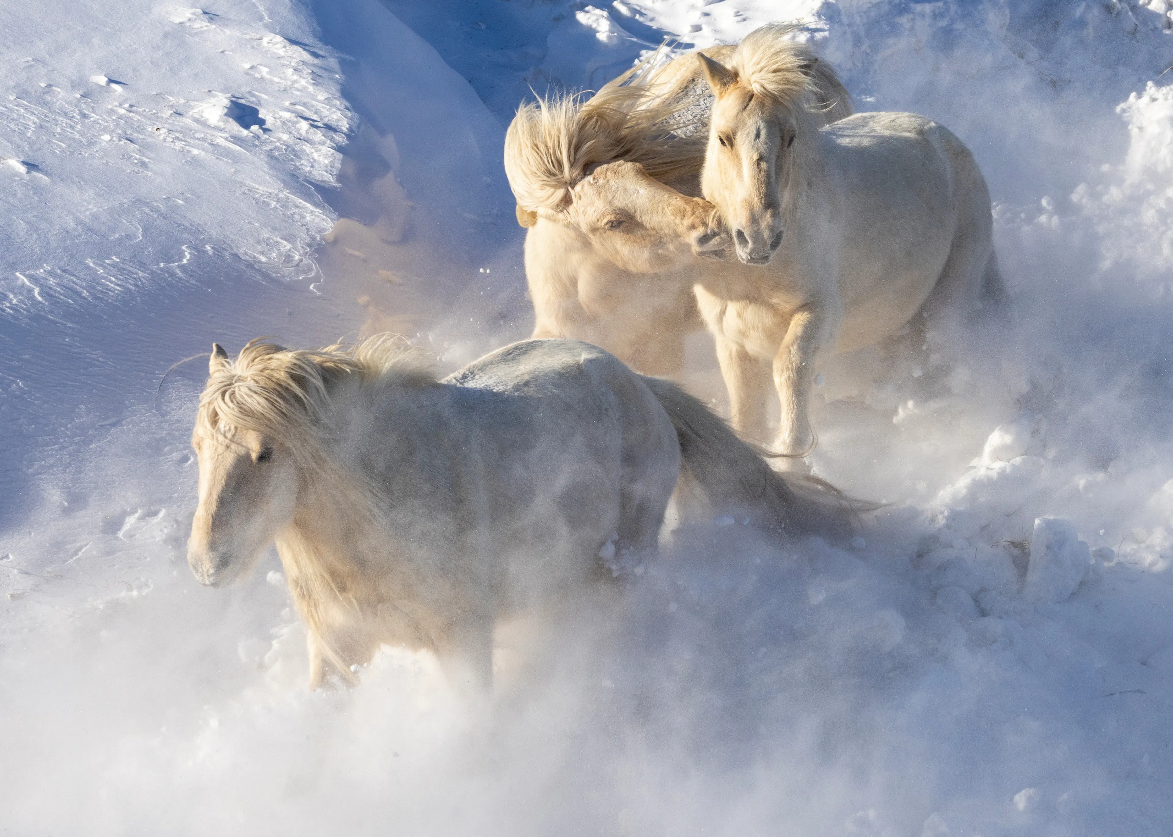 Winter Wild Horses Poster 0