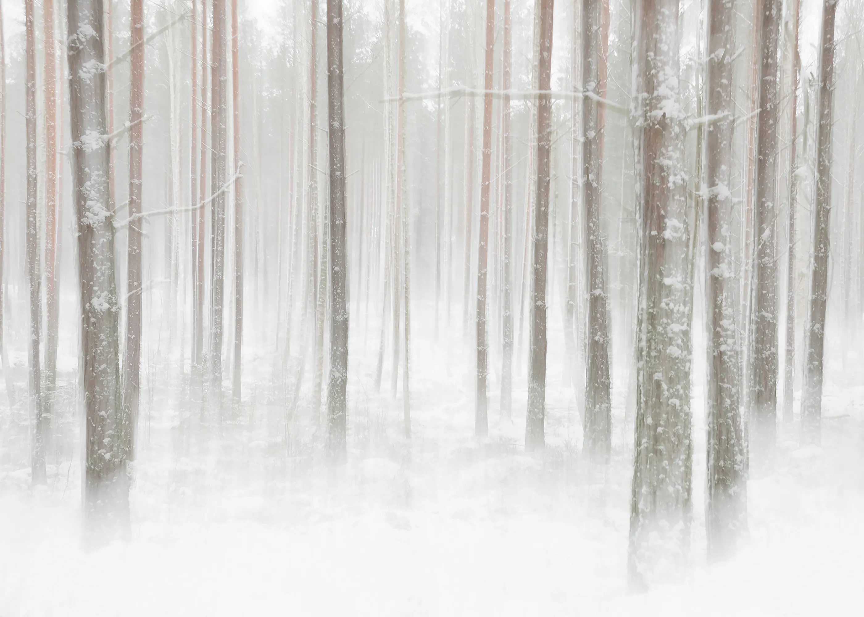 White Winter Forest Poster 0