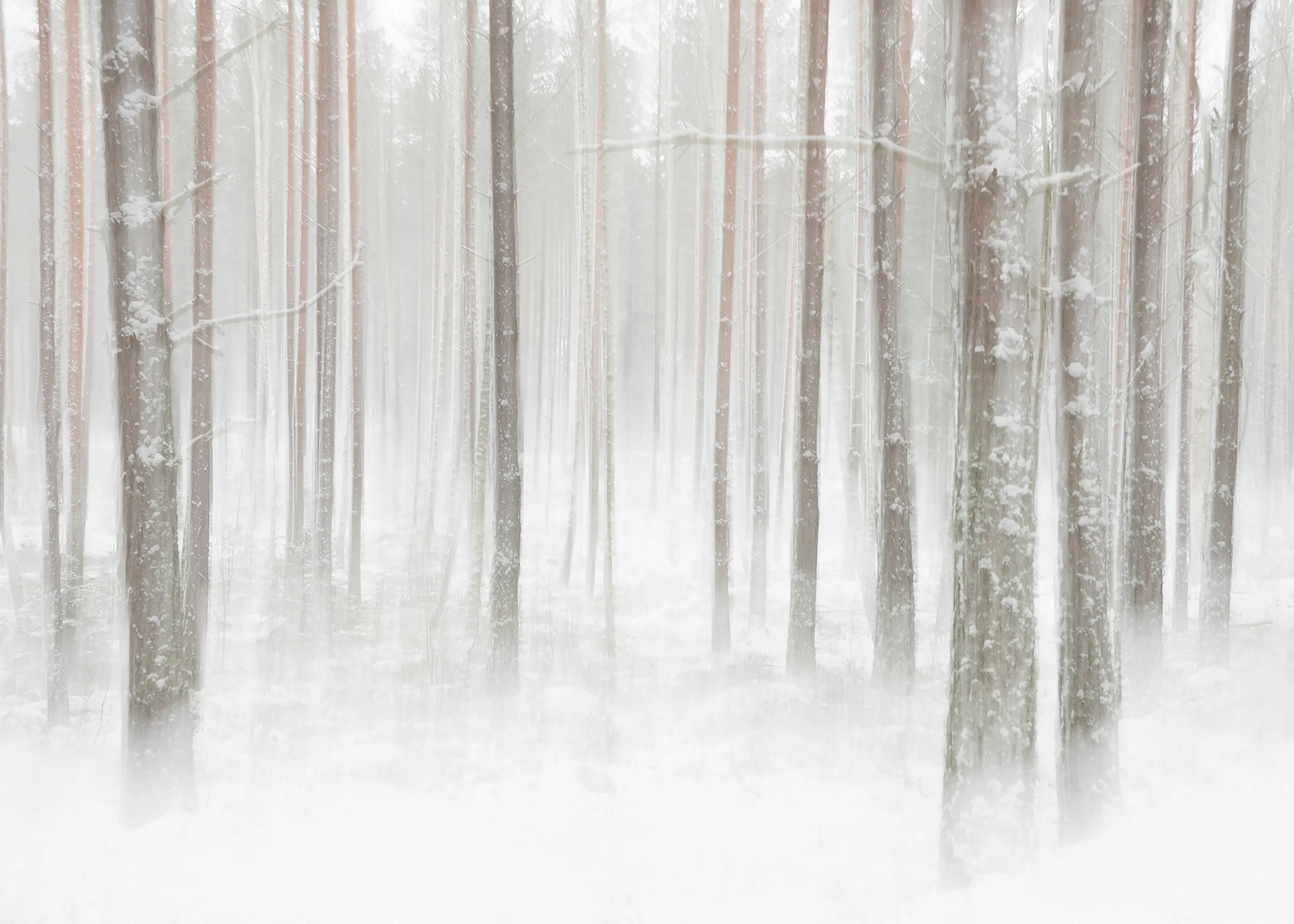 White Winter Forest Poster 0