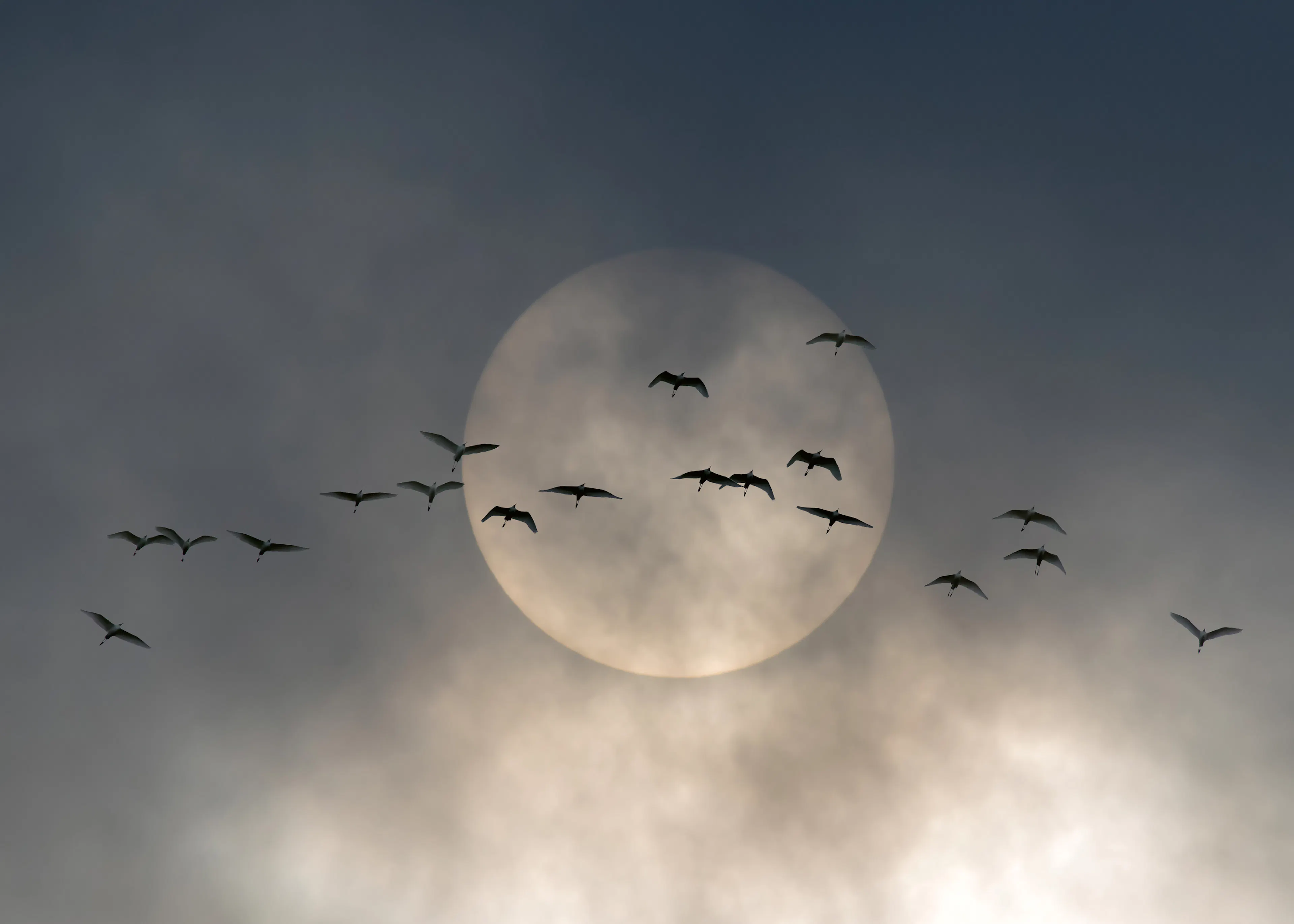 Vol au Clair de Lune Poster 0