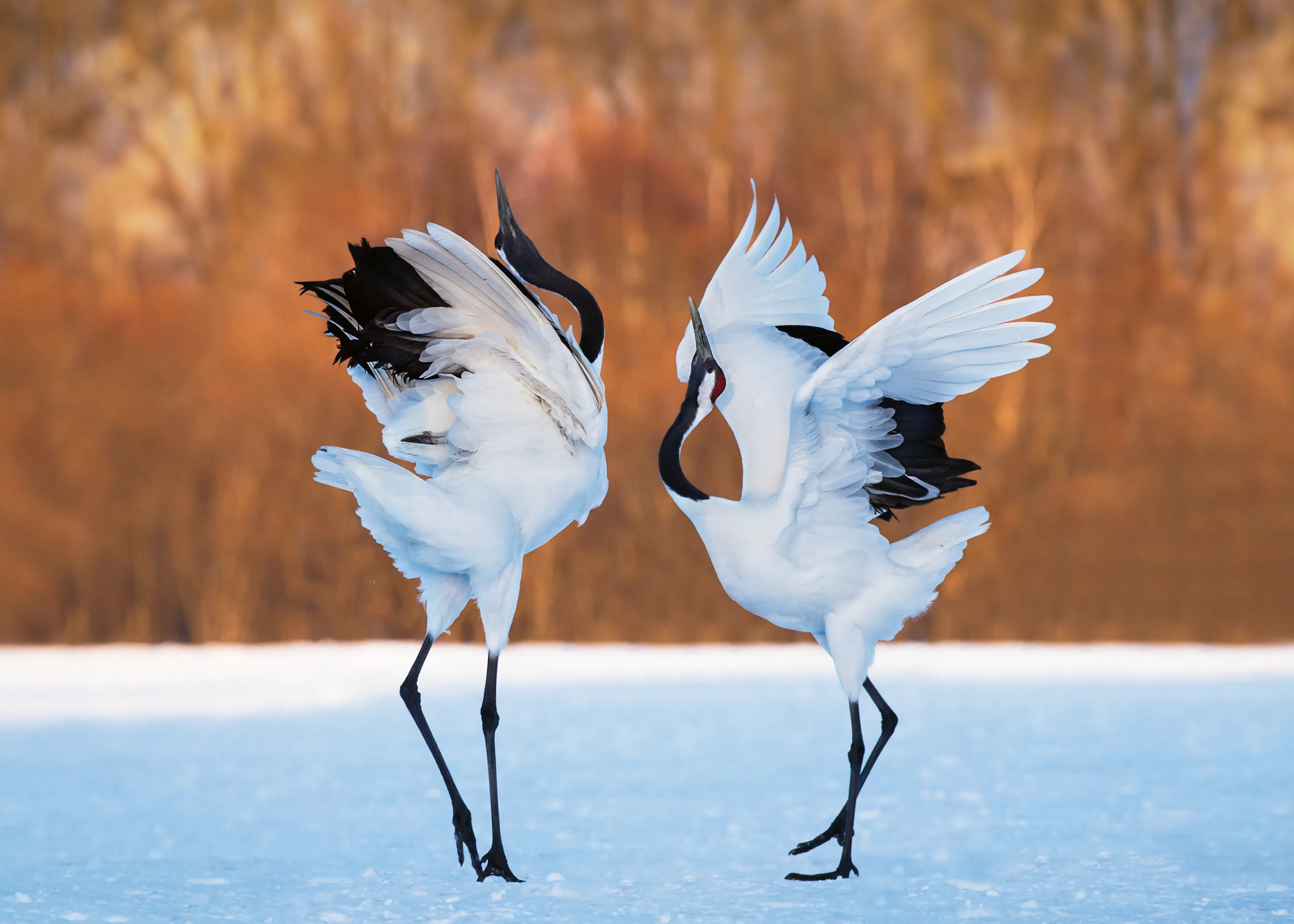 Dancing Cranes Poster 0