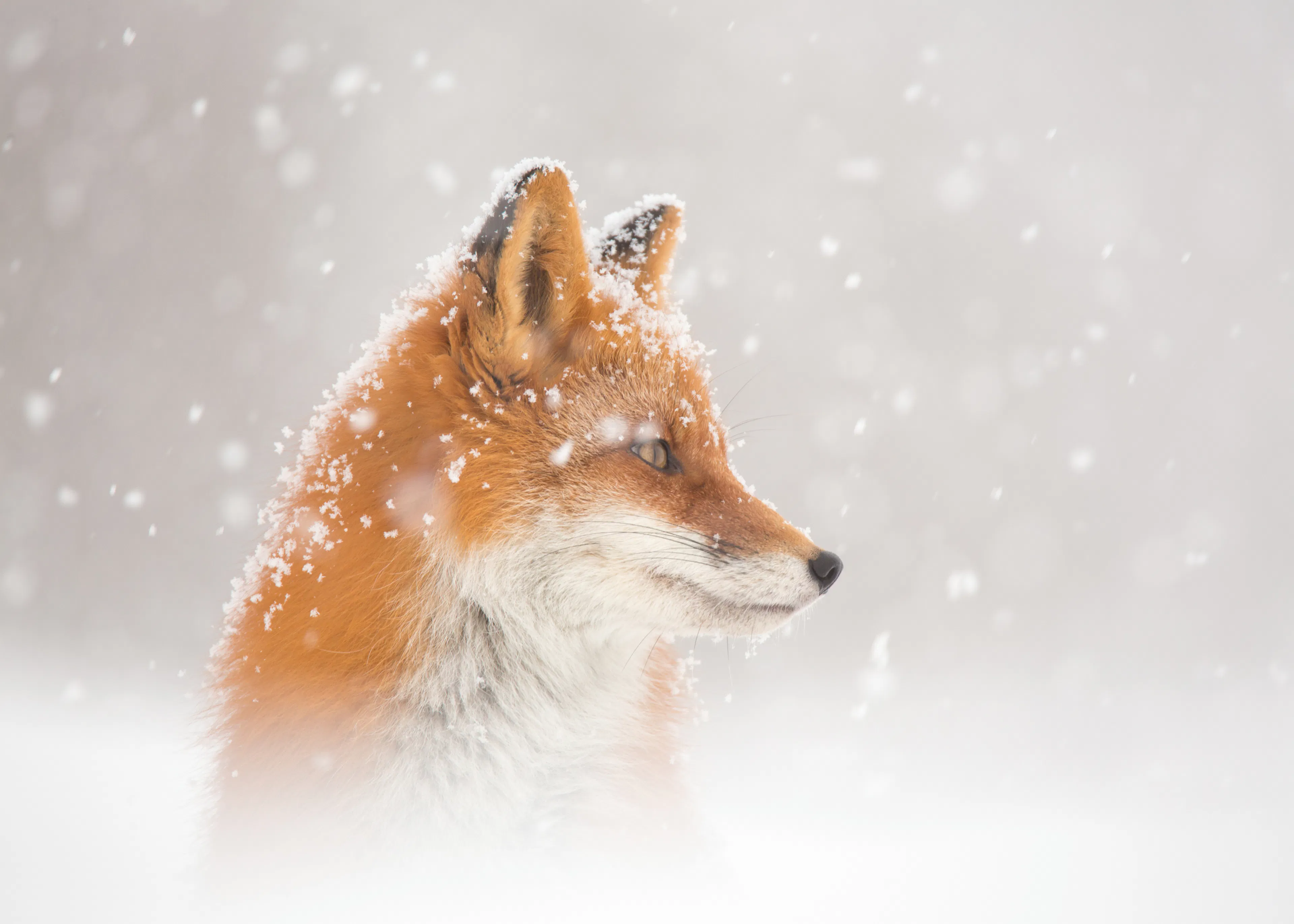 Winter Fox Poster 0