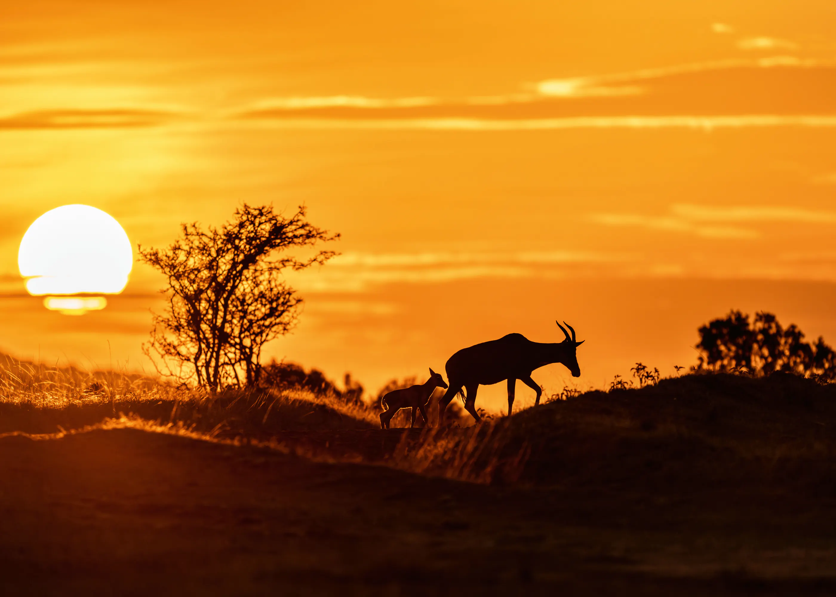 African Sunset Poster 0