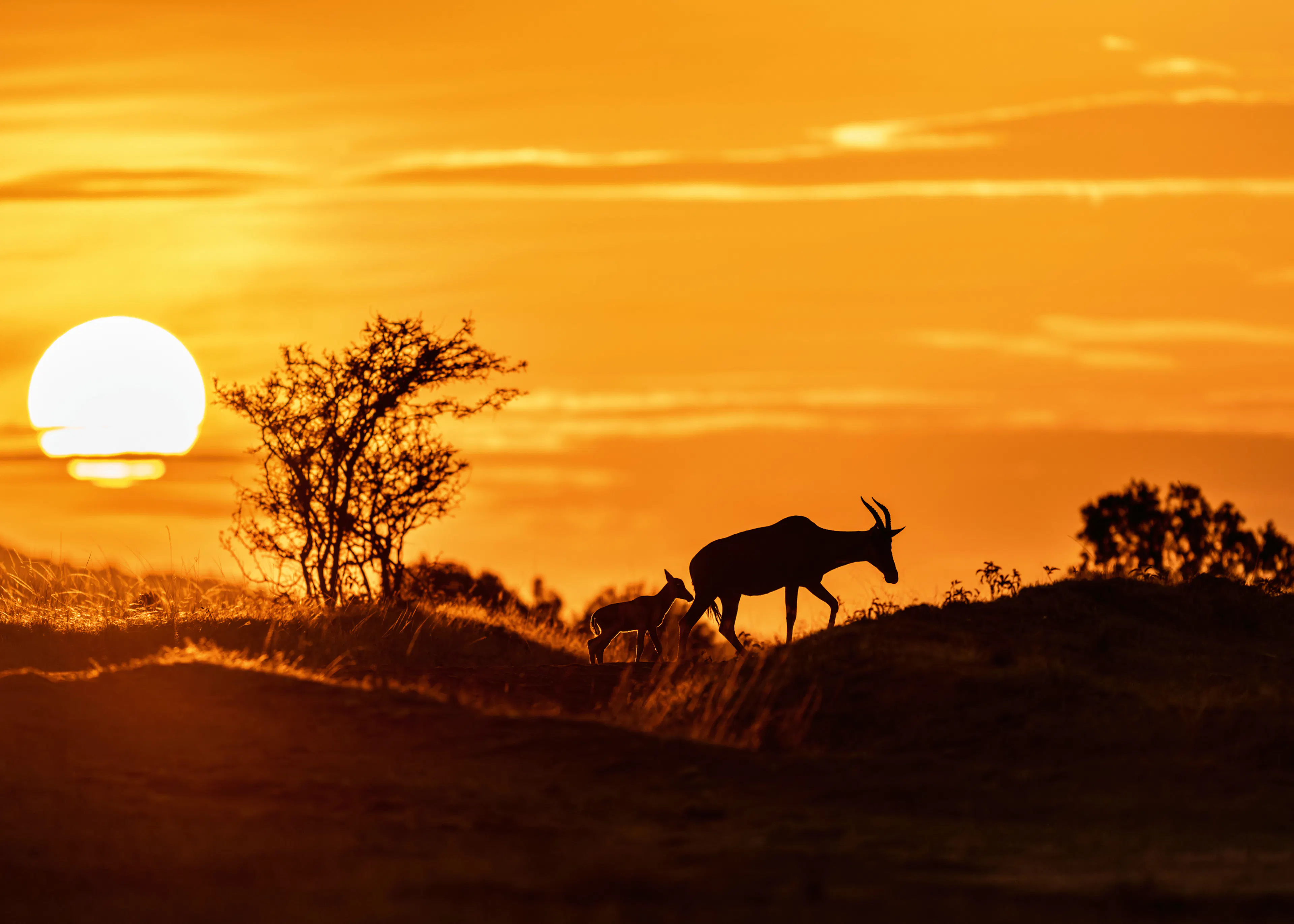 African Sunset Poster 0