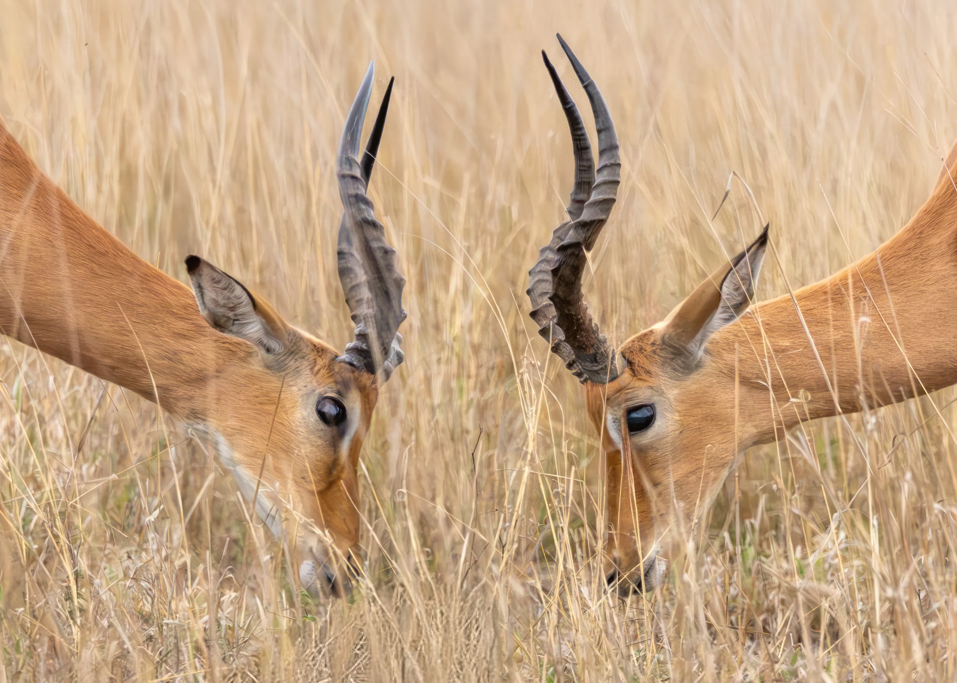Rencontre d'Antilope Poster 0