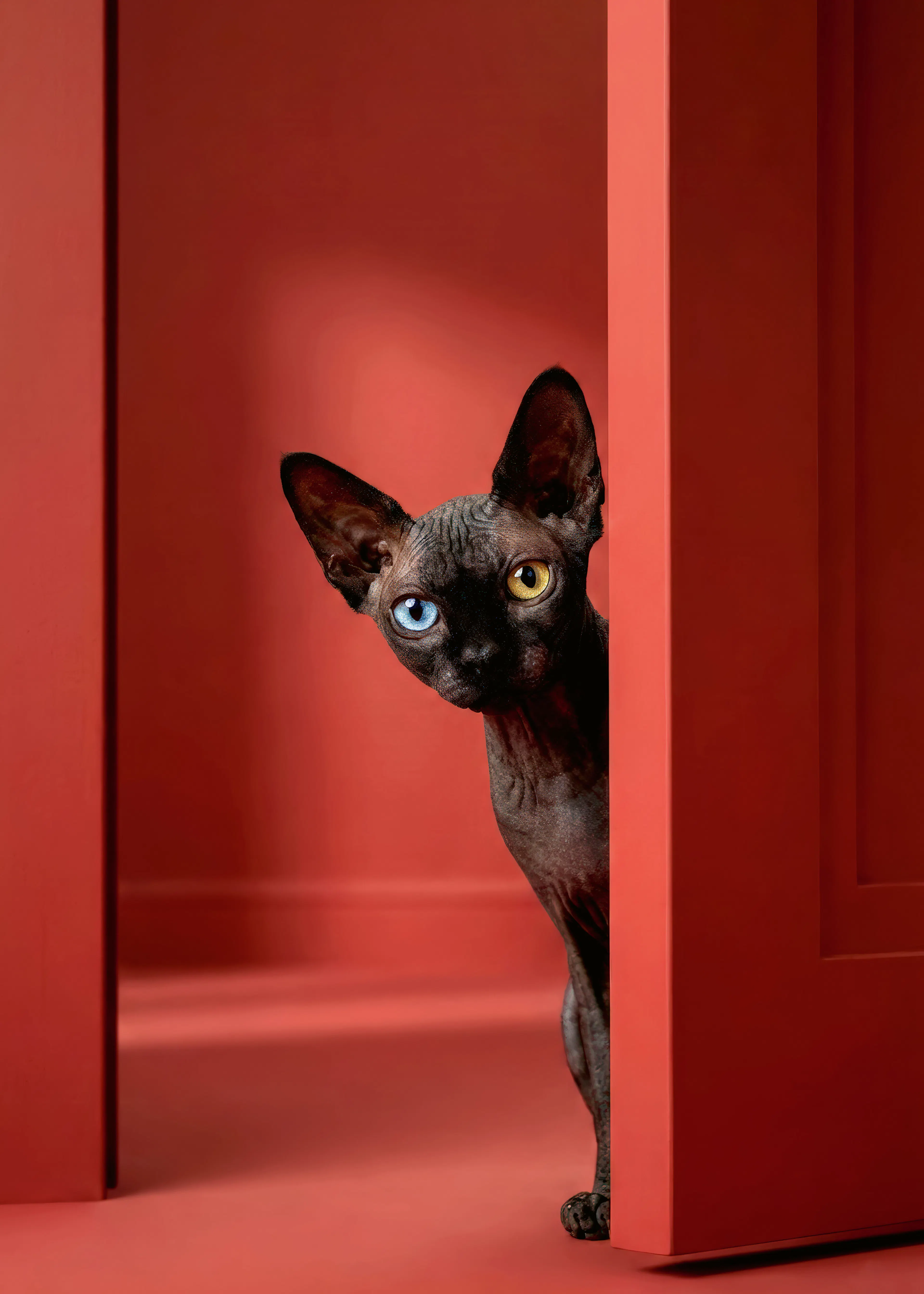 Curious Feline Poster 0