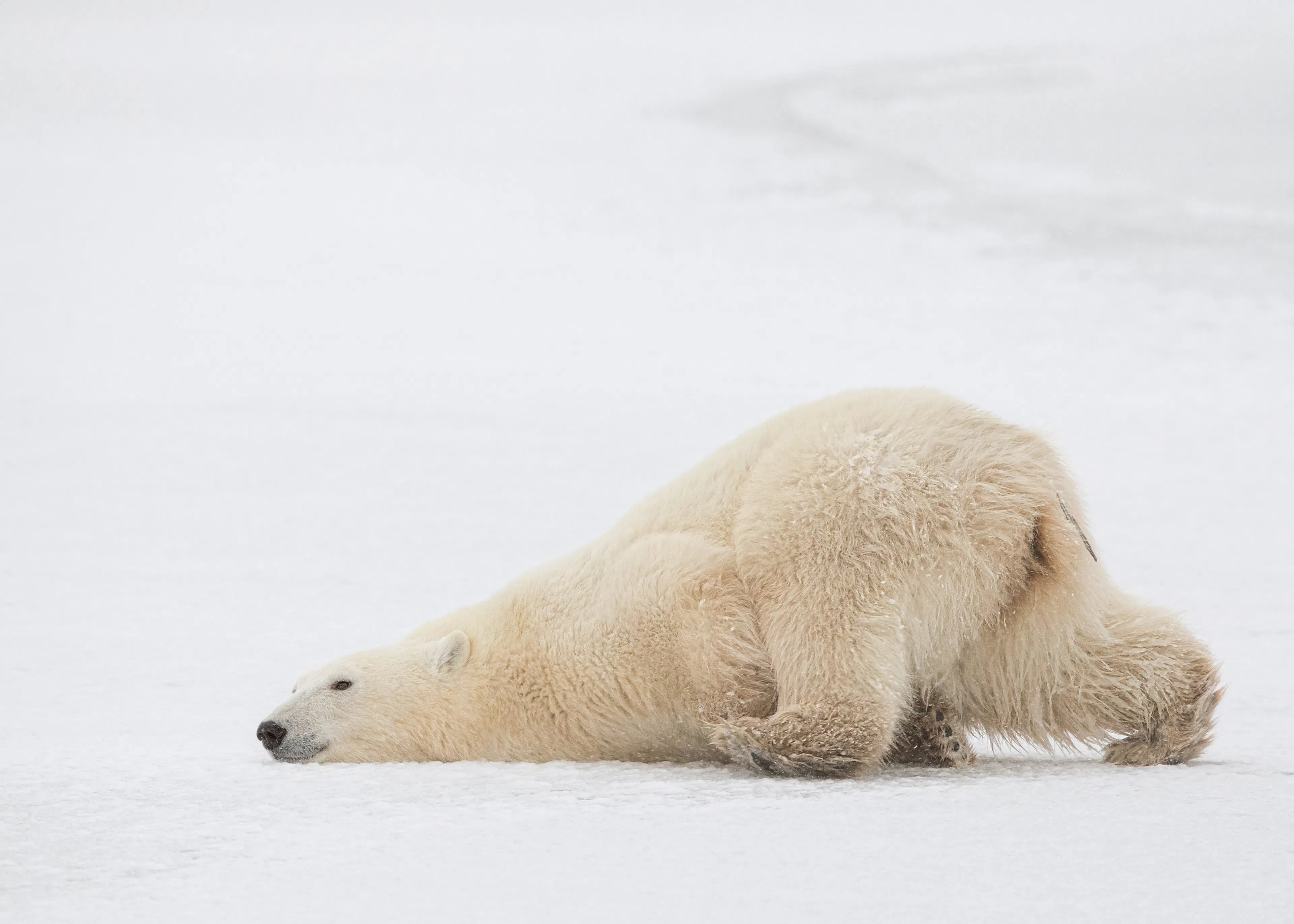 Polar Bear Rest Poster 0